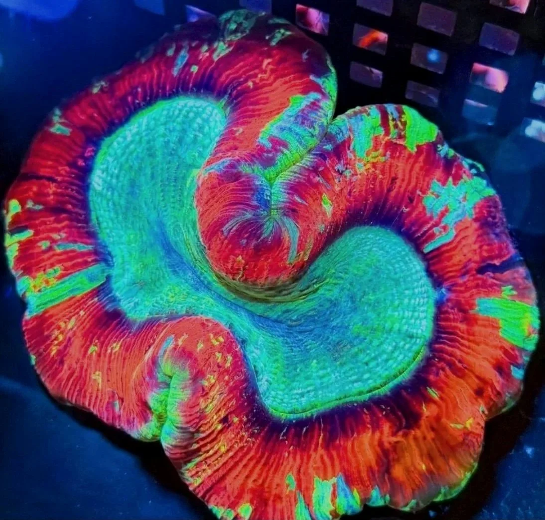 RAINBOW BRITE TRACHY