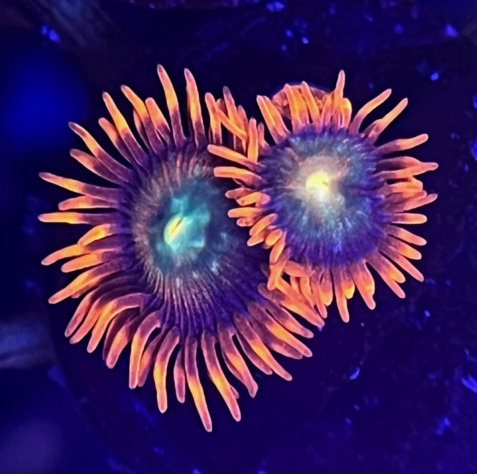 LORAX ZOANTHID FRAGS