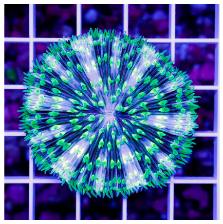 DARTBOARD FUNGIA PLATE