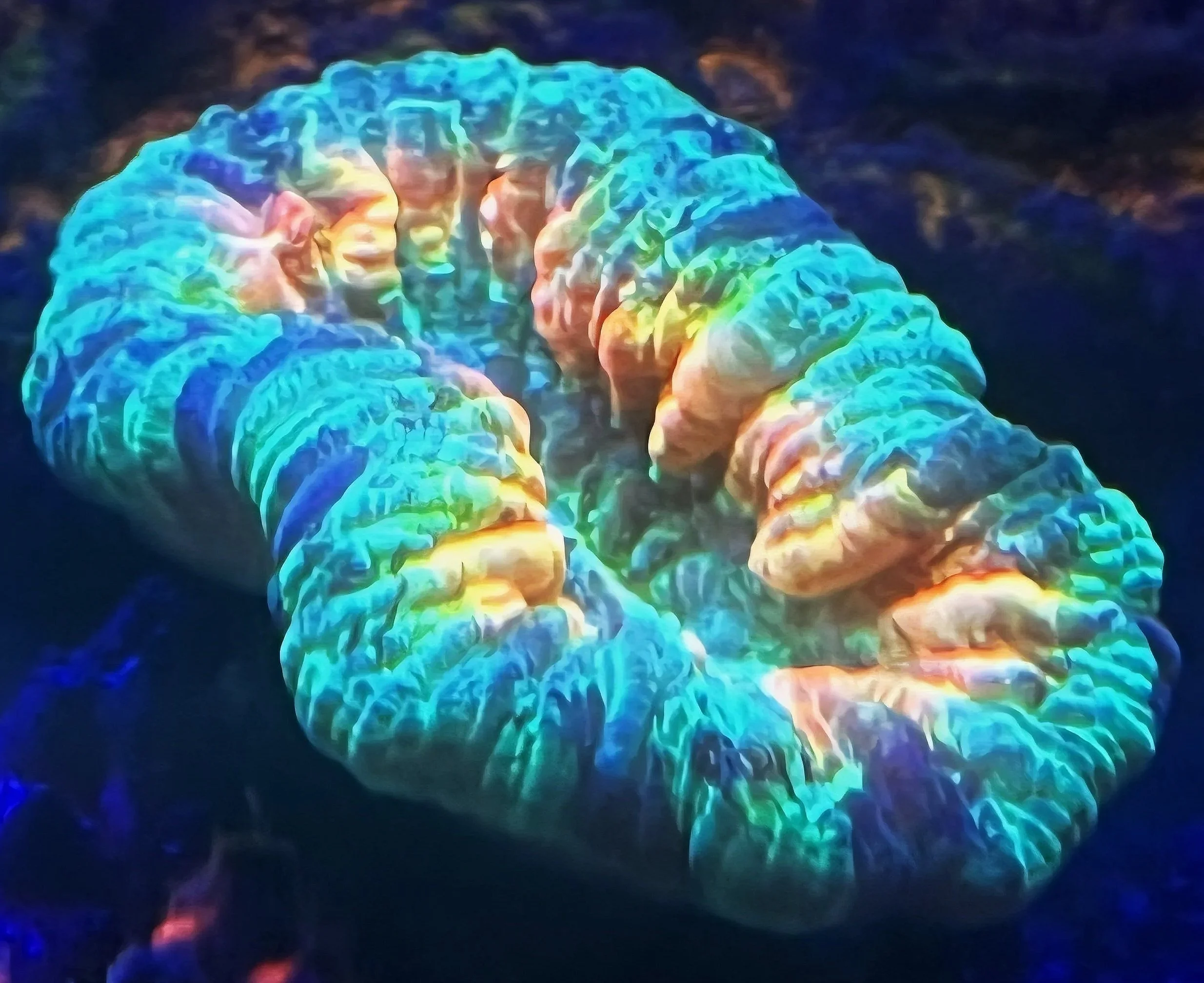 TROPICAL AURORA TRACHY