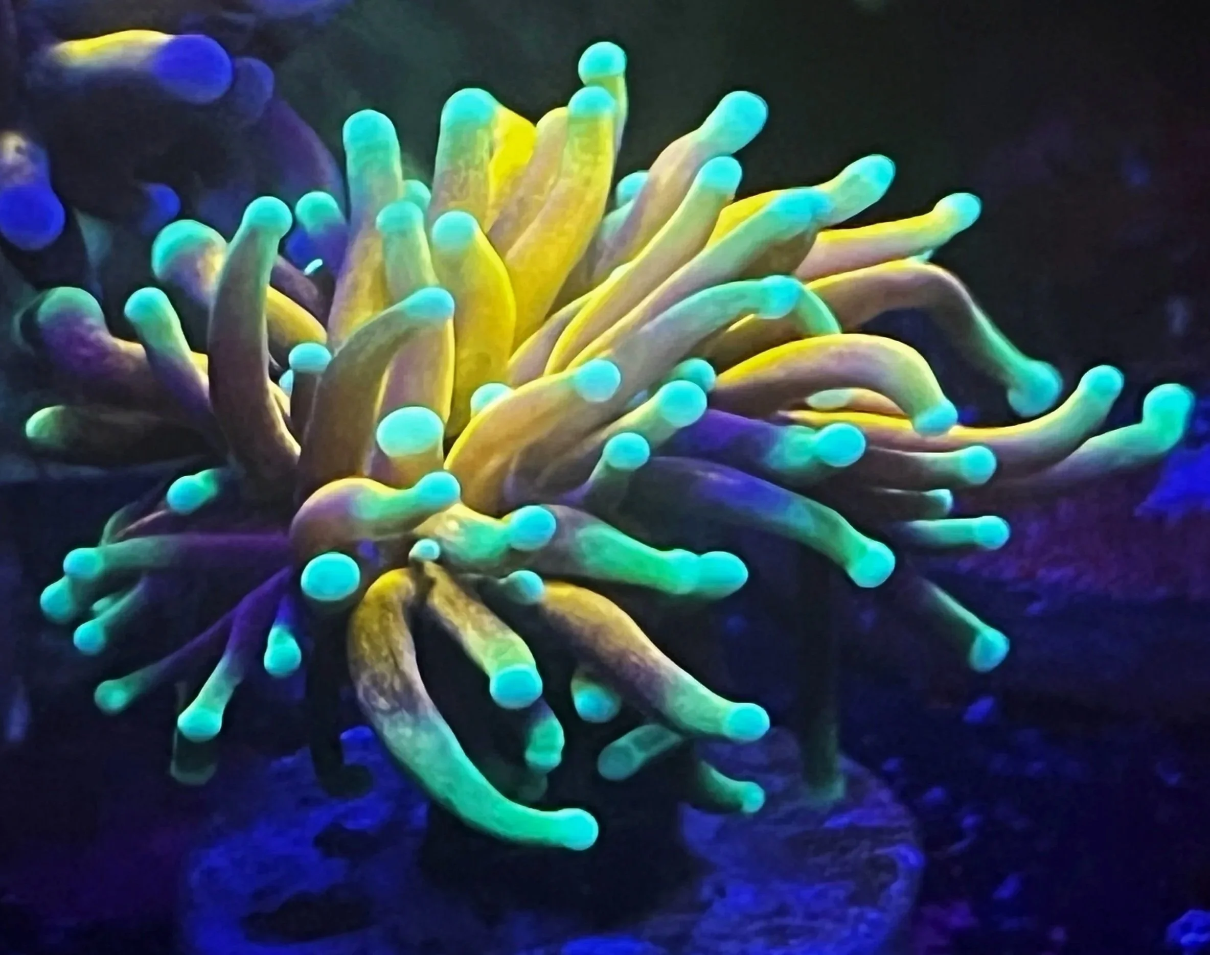 GRAFTED LOOK YELLOW TIGER TORCH