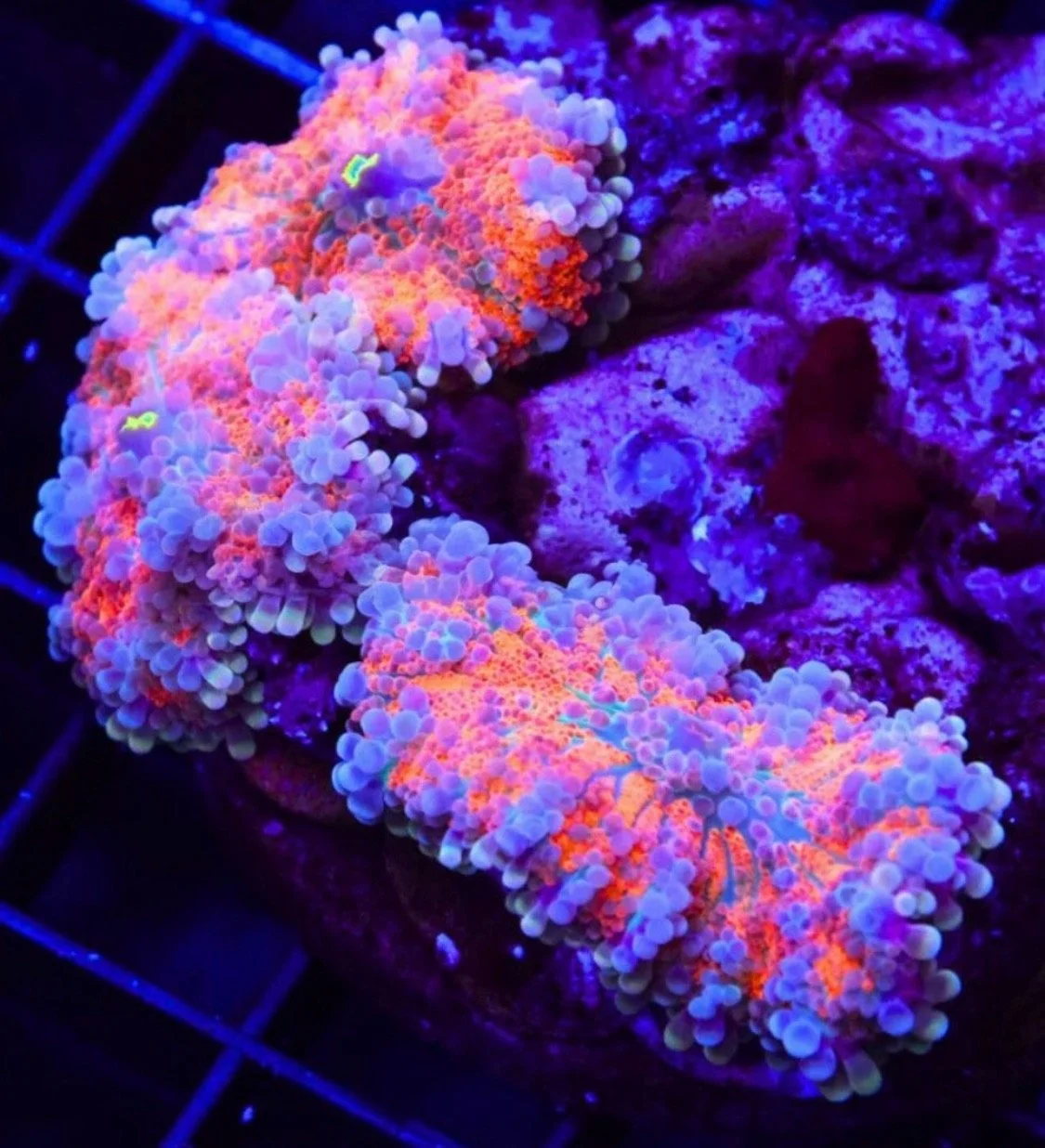 AFTERGLOW YUMA MUSHROOM COLONY