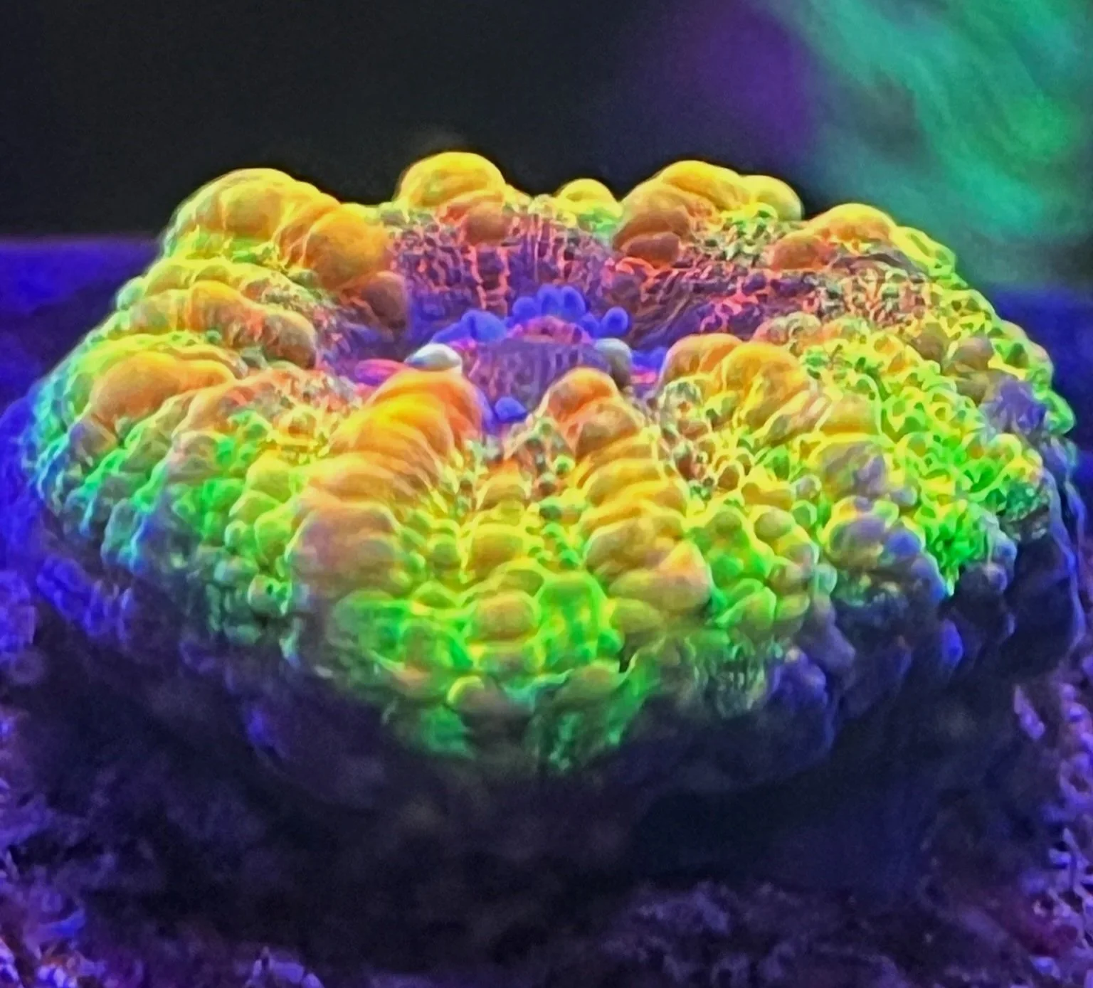 MASTER GRADE TROPICAL PASSION BUTTON SCOLYMIA