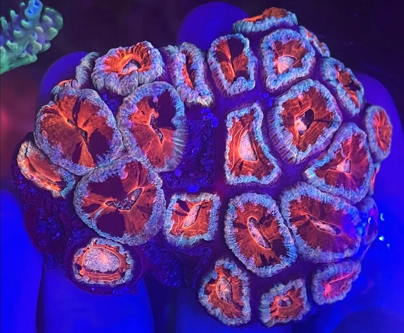 GRAFTED WARPAINT ACAN COLONY