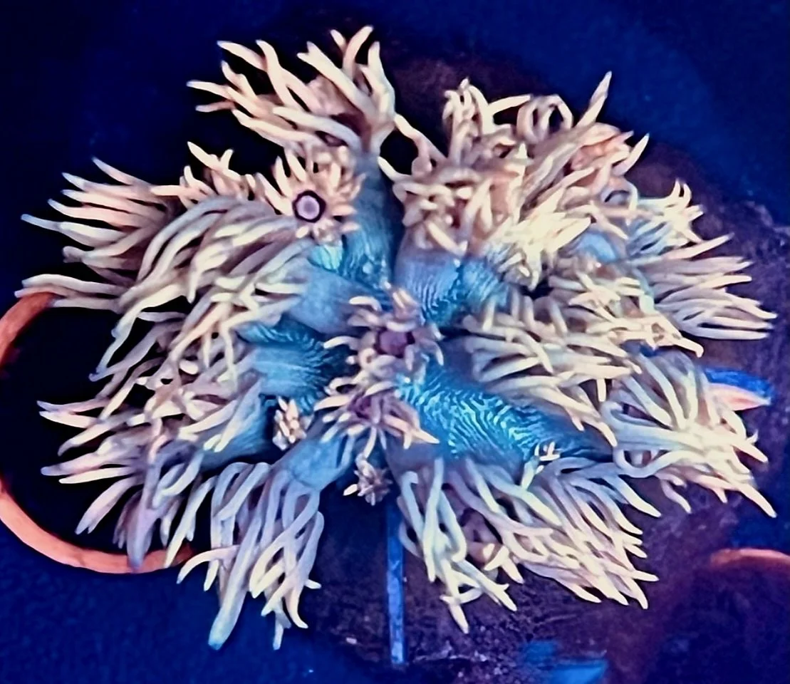 ARCTIC LIVEWIRE GONIOPORA