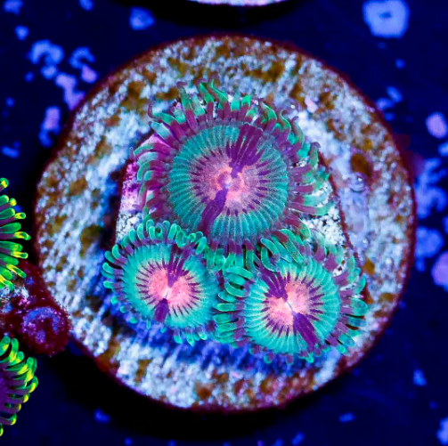 JF POISON POTION ZOANTHID