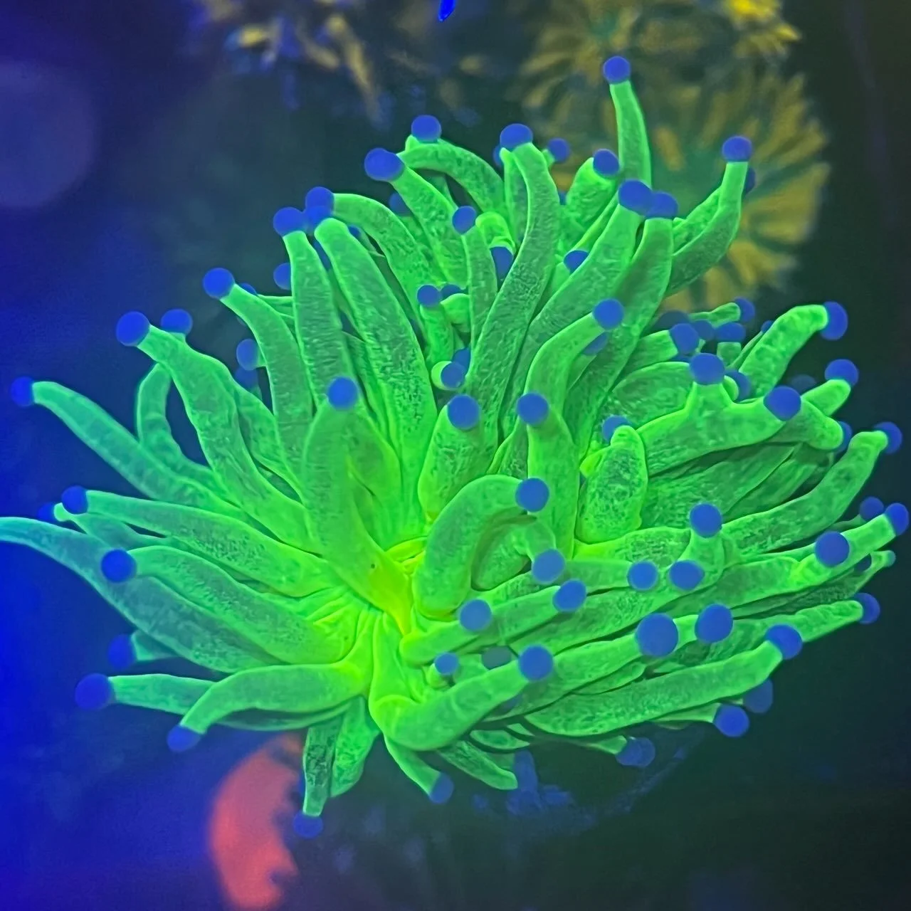 GLITTER GRAIL TORCH | 2.5H