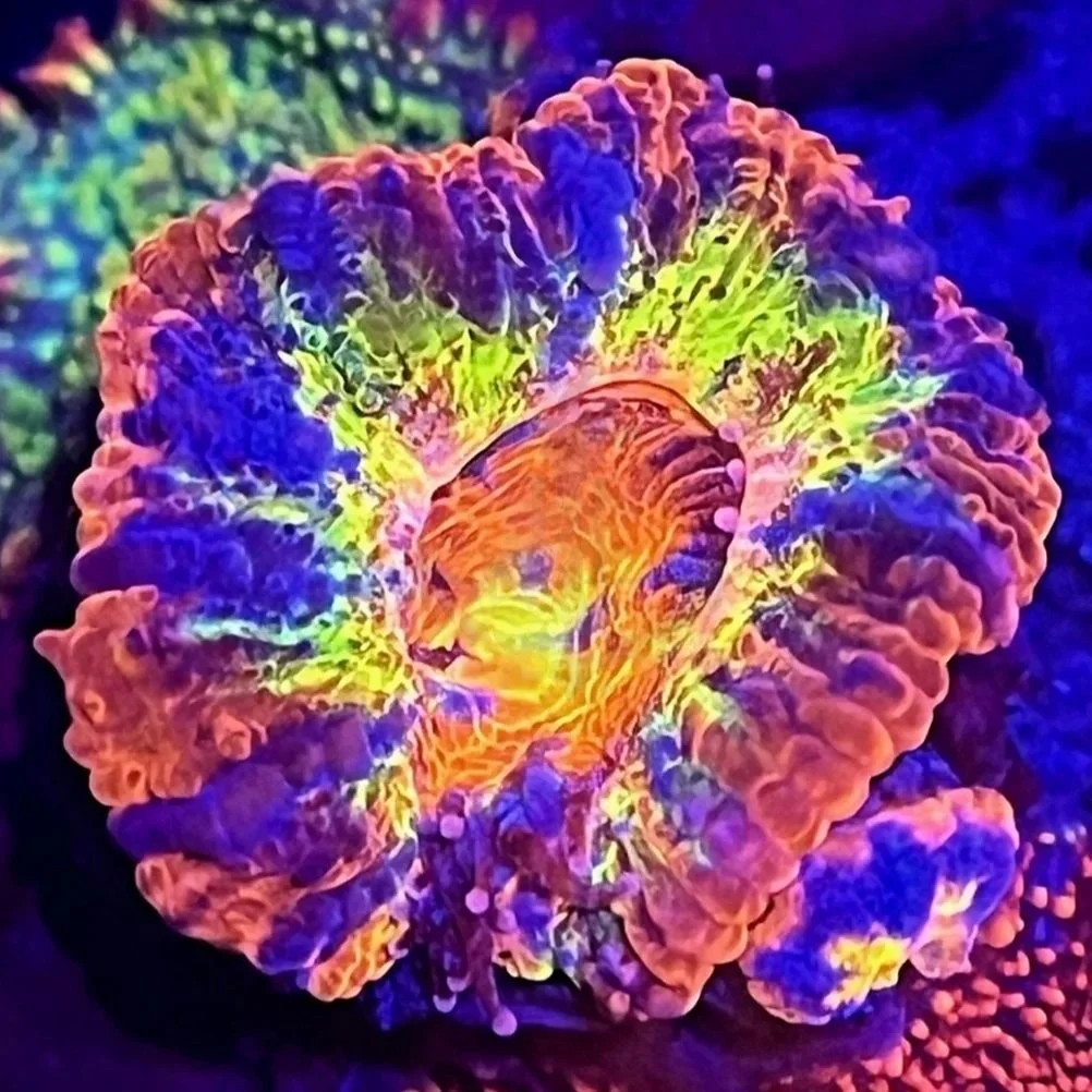 JL JAWBREAKER ACAN COLONY | 3P