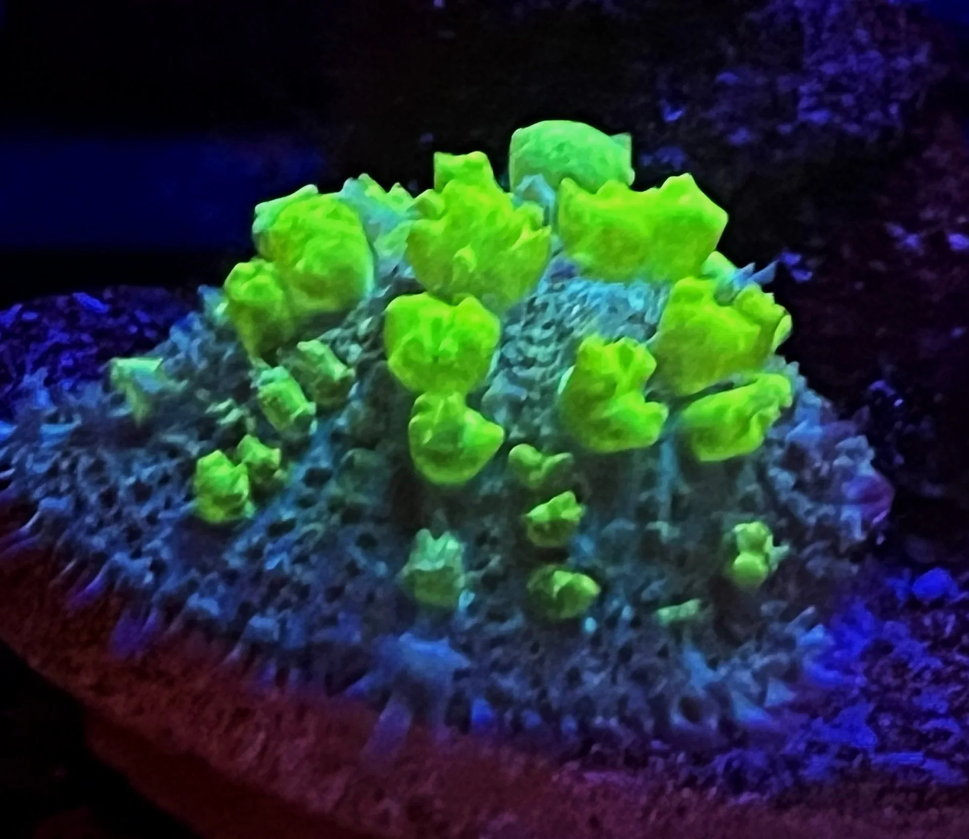 BIOHAZARD BOUNCE MUSHROOM