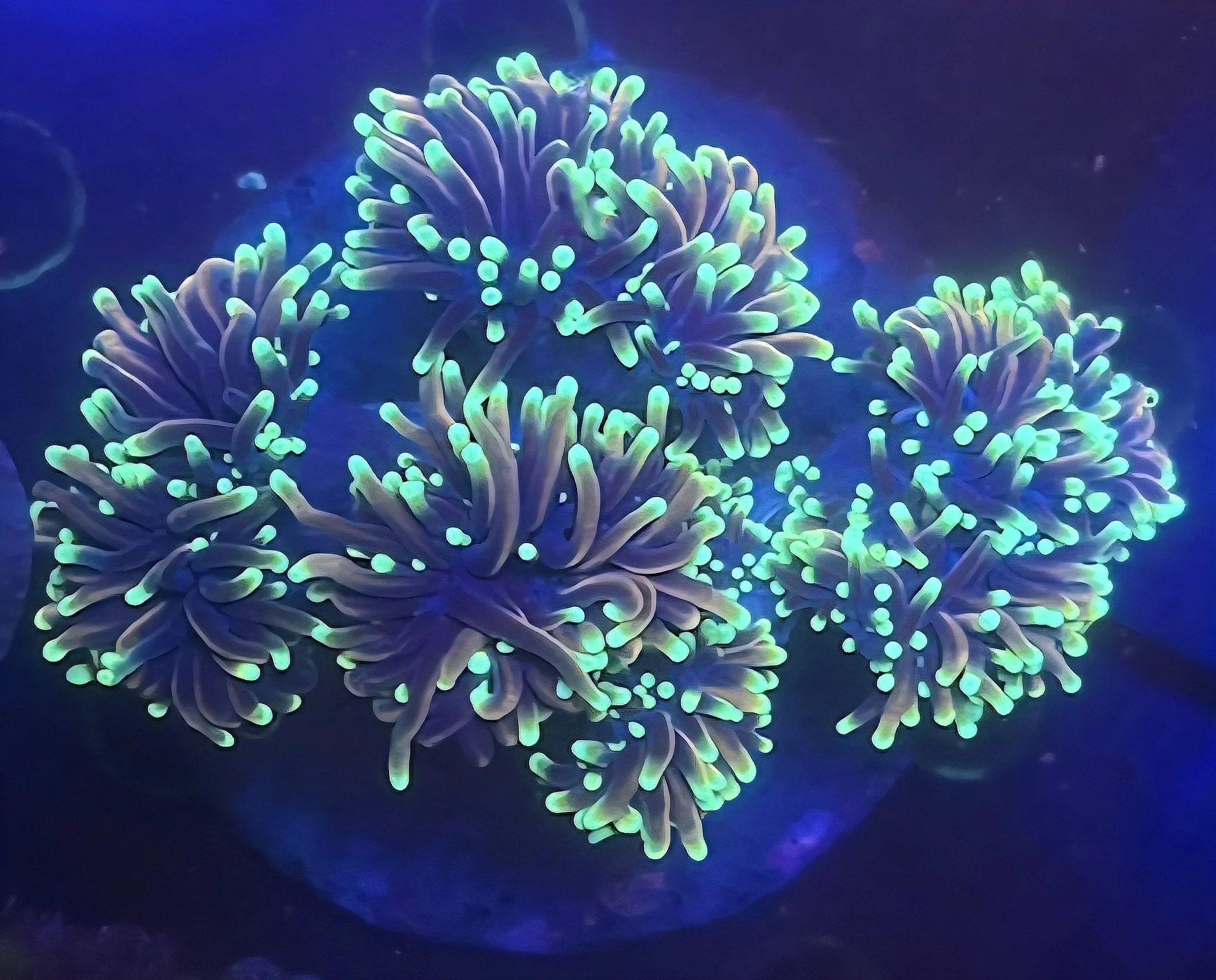 JESTER TORCH COLONY | 8H