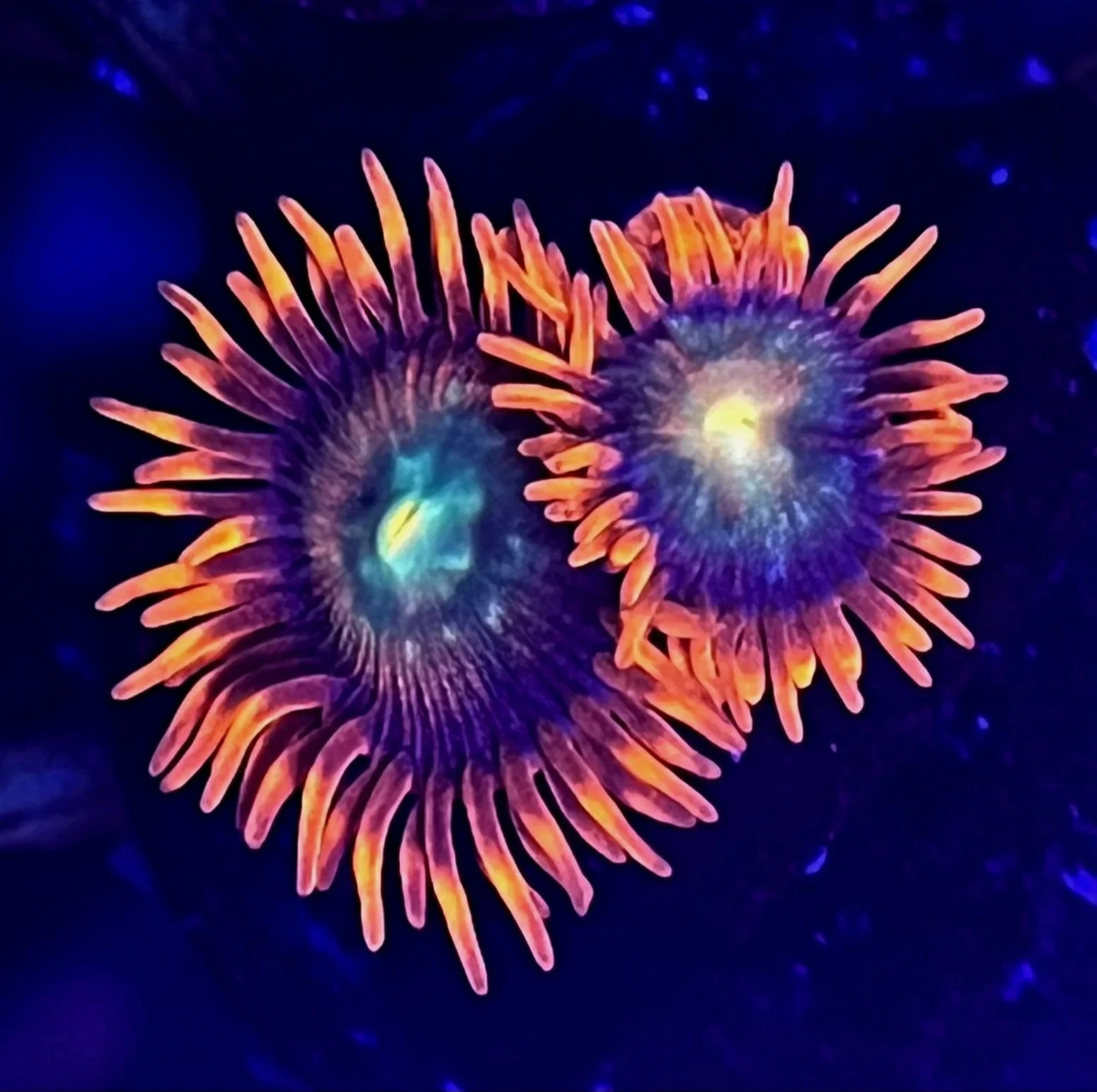 LORAX+ZOANTHID.jpg