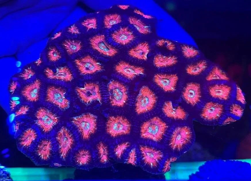 JL ELECTRIC ALEXANDRITE ACAN | 3P