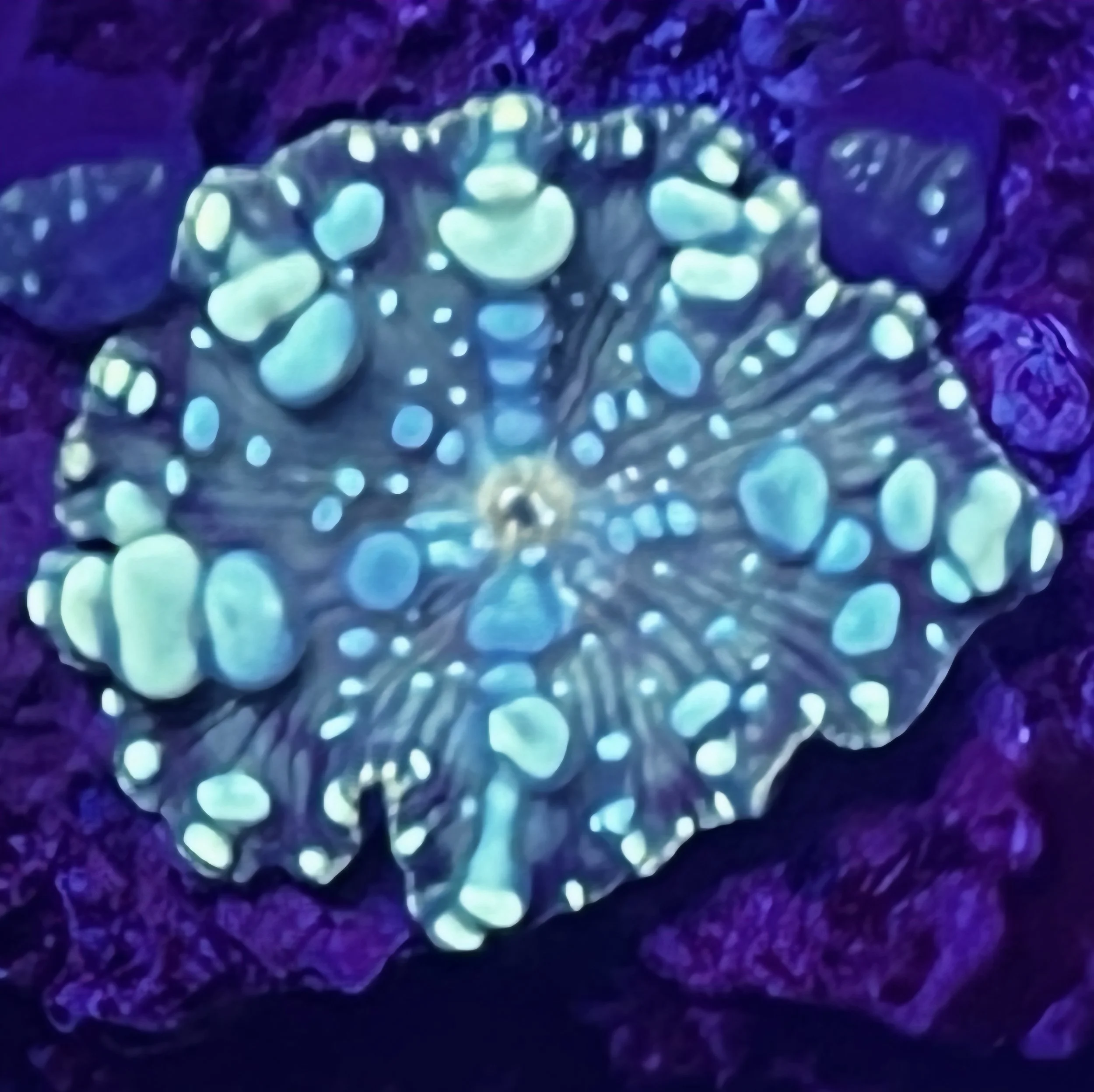 JL MINT RAINDROP BOUNCE MUSHROOM