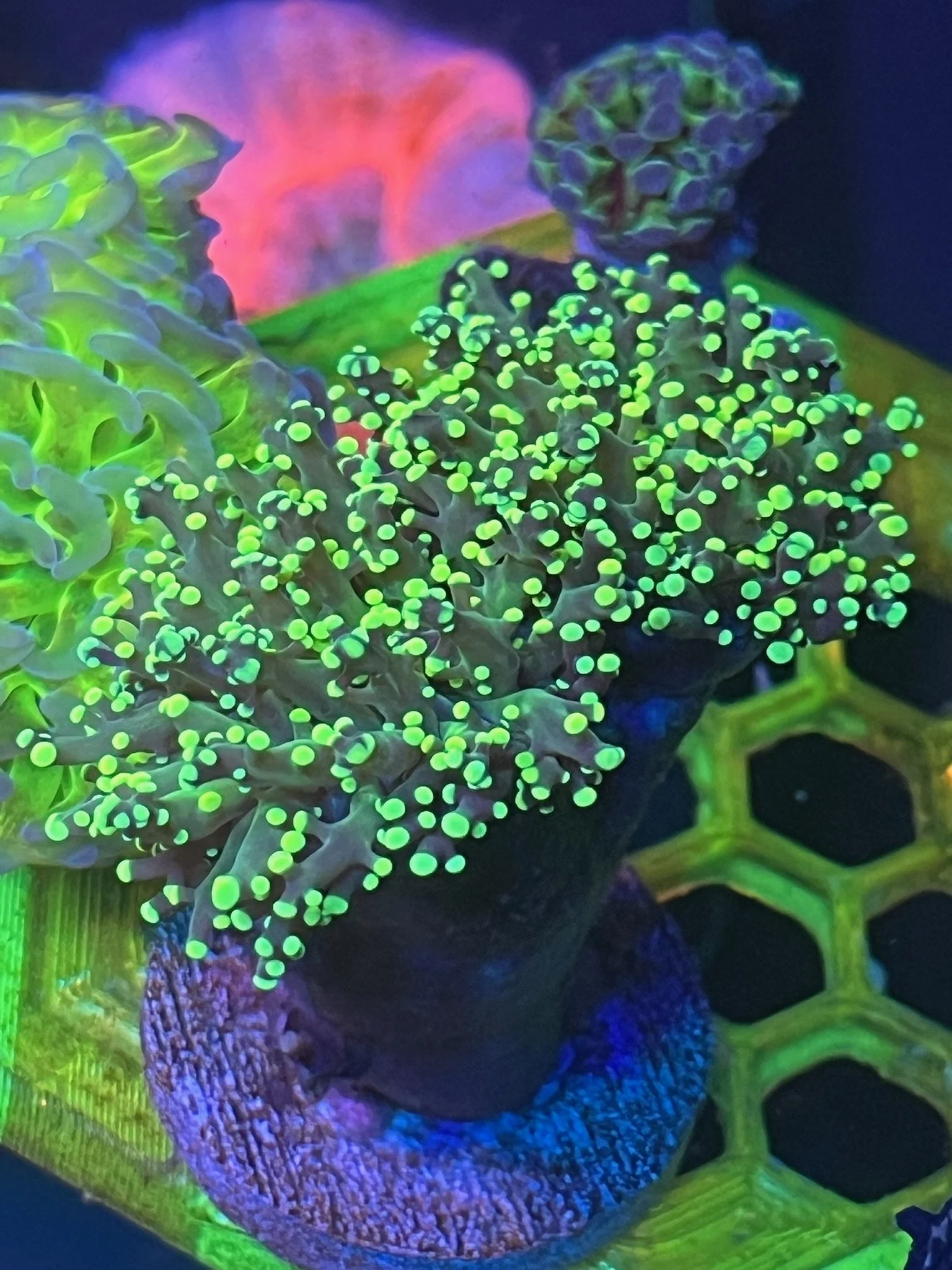 YELLOW TIP FROGSPAWN