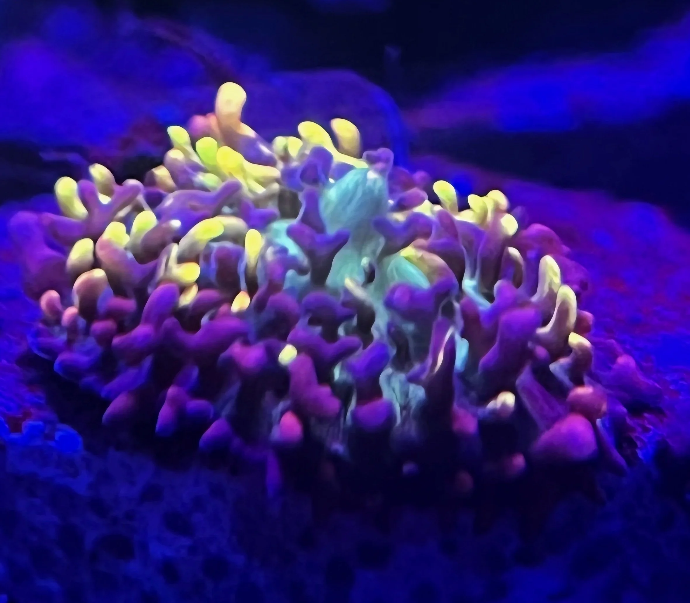 MAGIC CARPET MUSHROOM