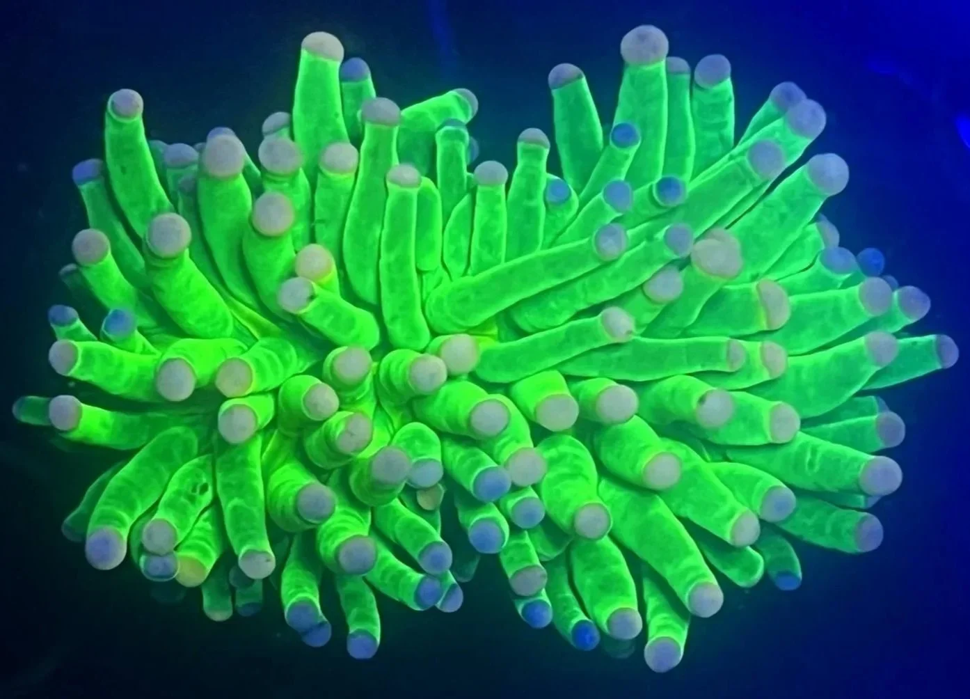 COTTON CANDY TIP HOLY GRAIL TORCH