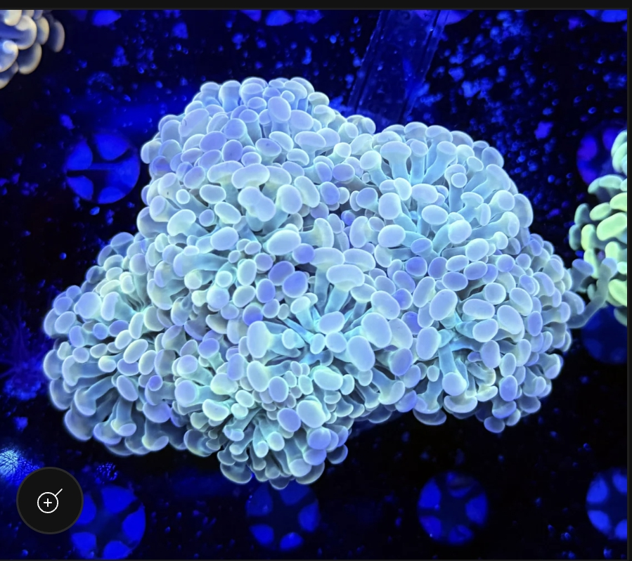 AQUAMARINE FROST HAMMER