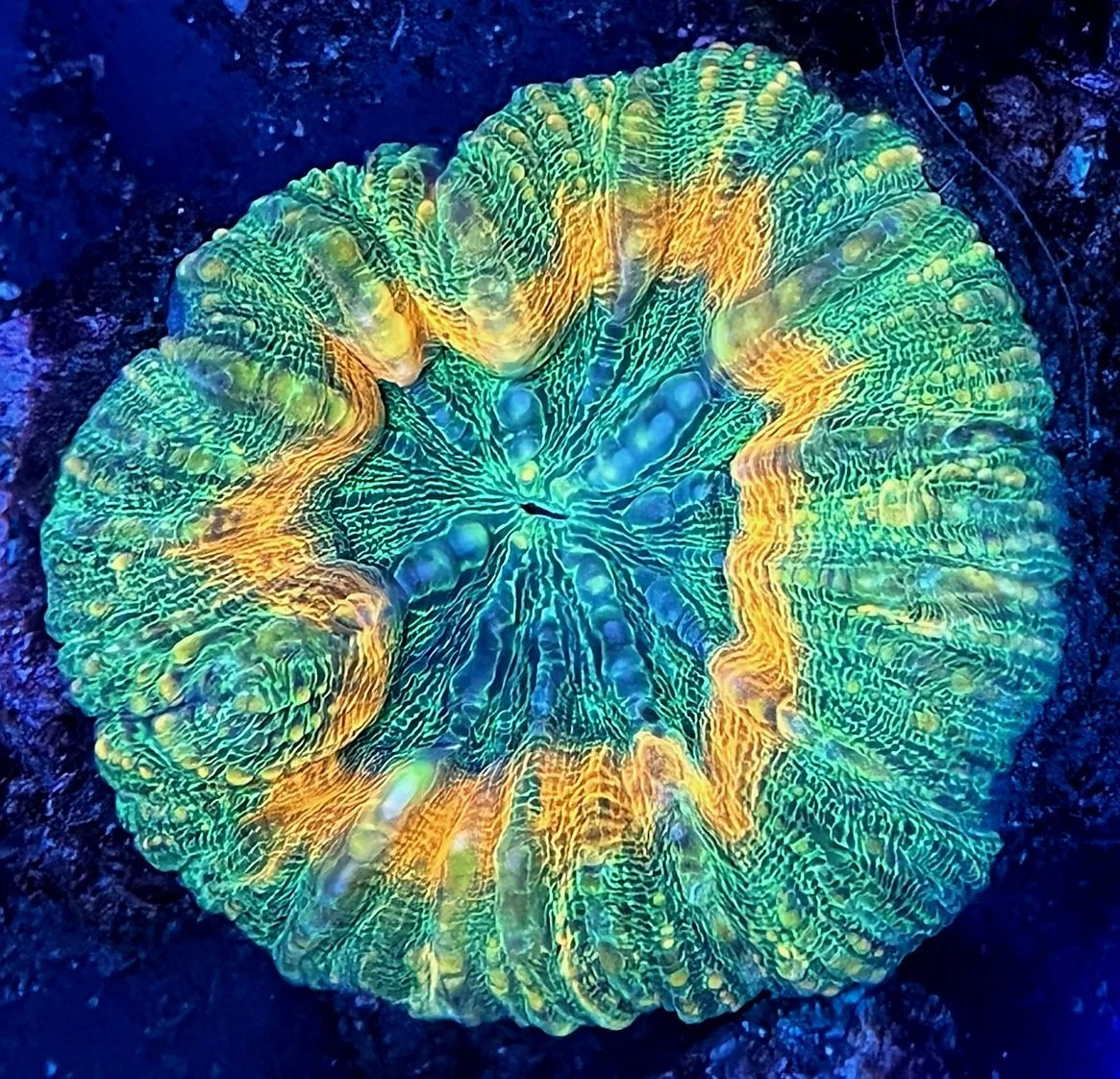 SOLAR FLARE LOBOPHYLLIA