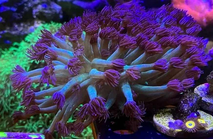 JL TWILIGHT PRINCESS GONIOPORA