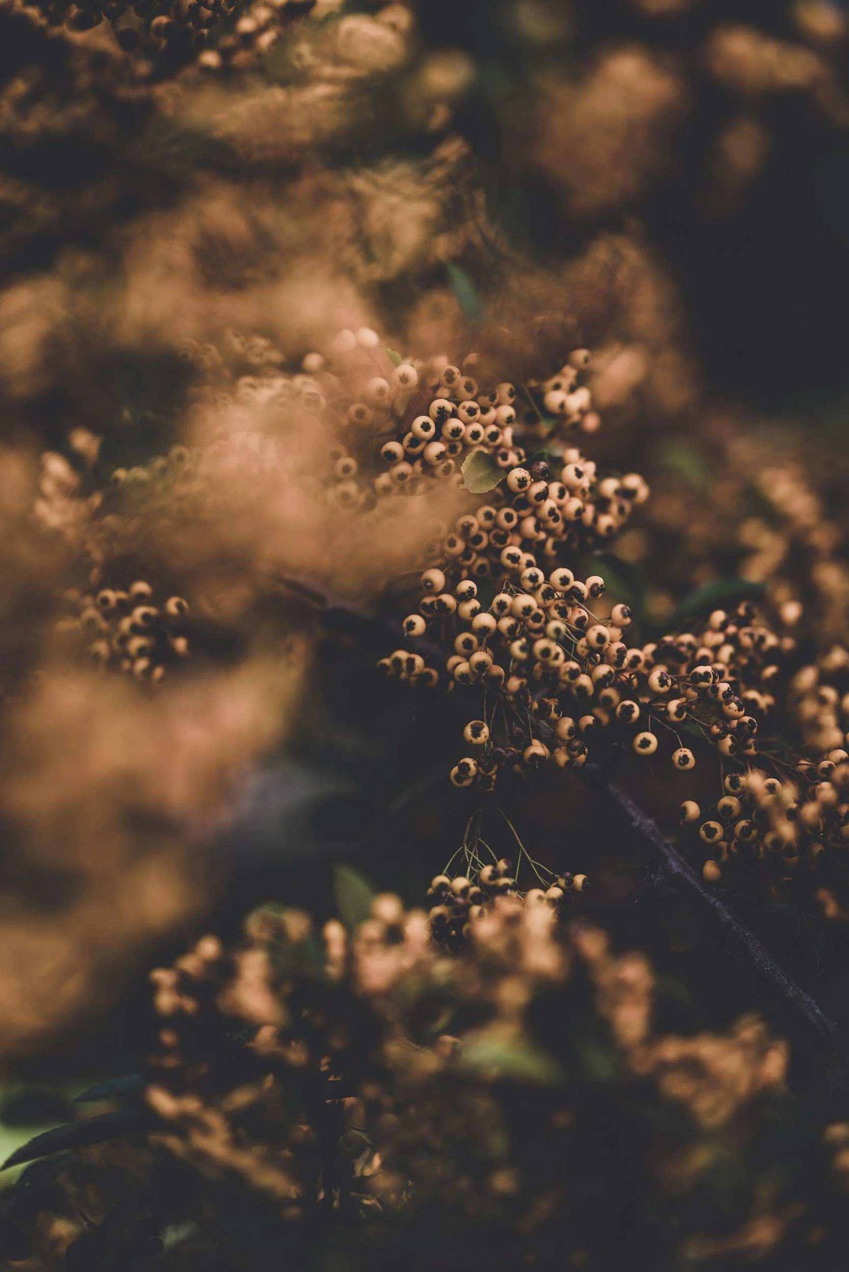 Close-up of small beige berries with black centers on a dark branch, surrounded by blurred golden-brown foliage.