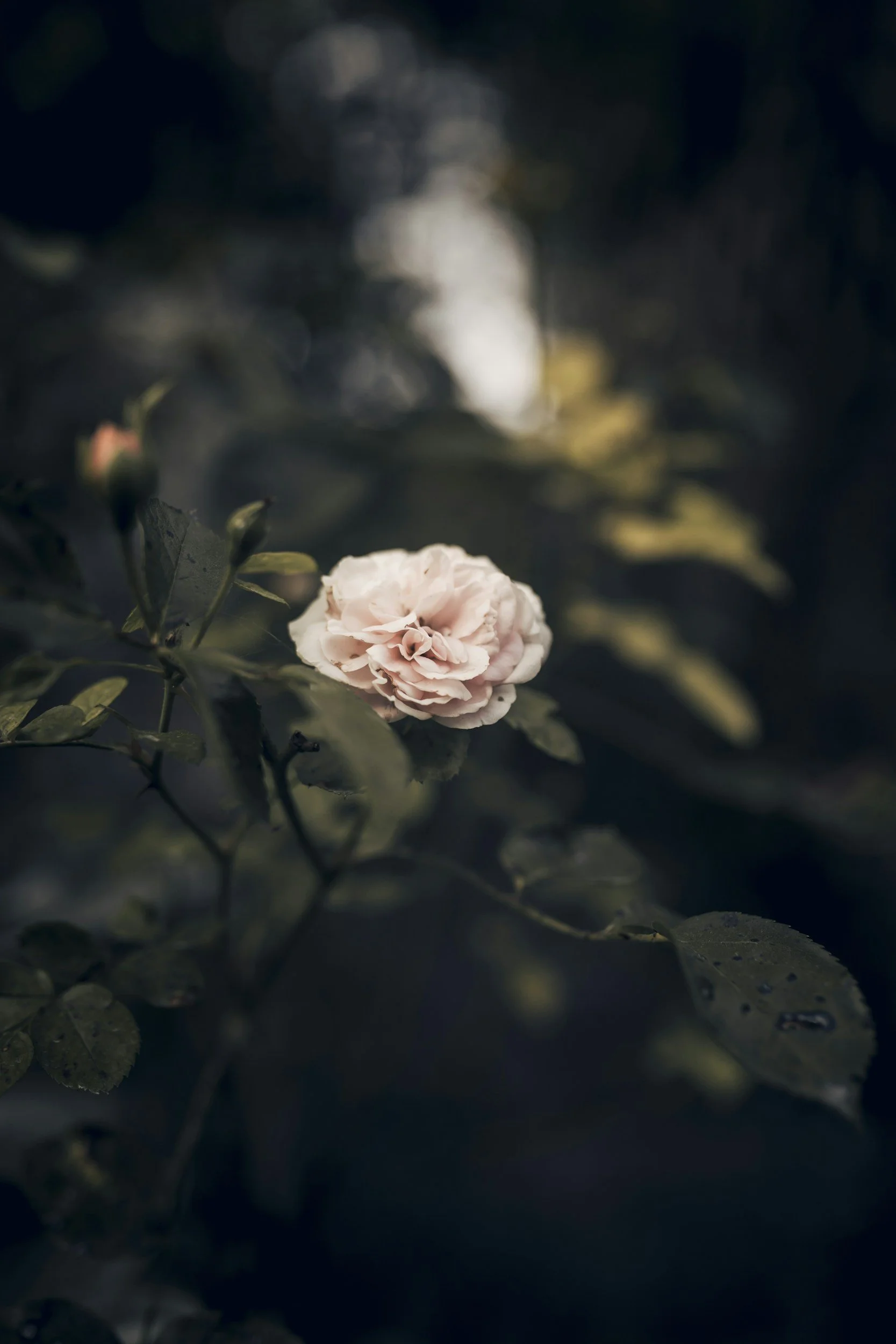 Close-up of a light pink flower surrounded by dark green leaves.