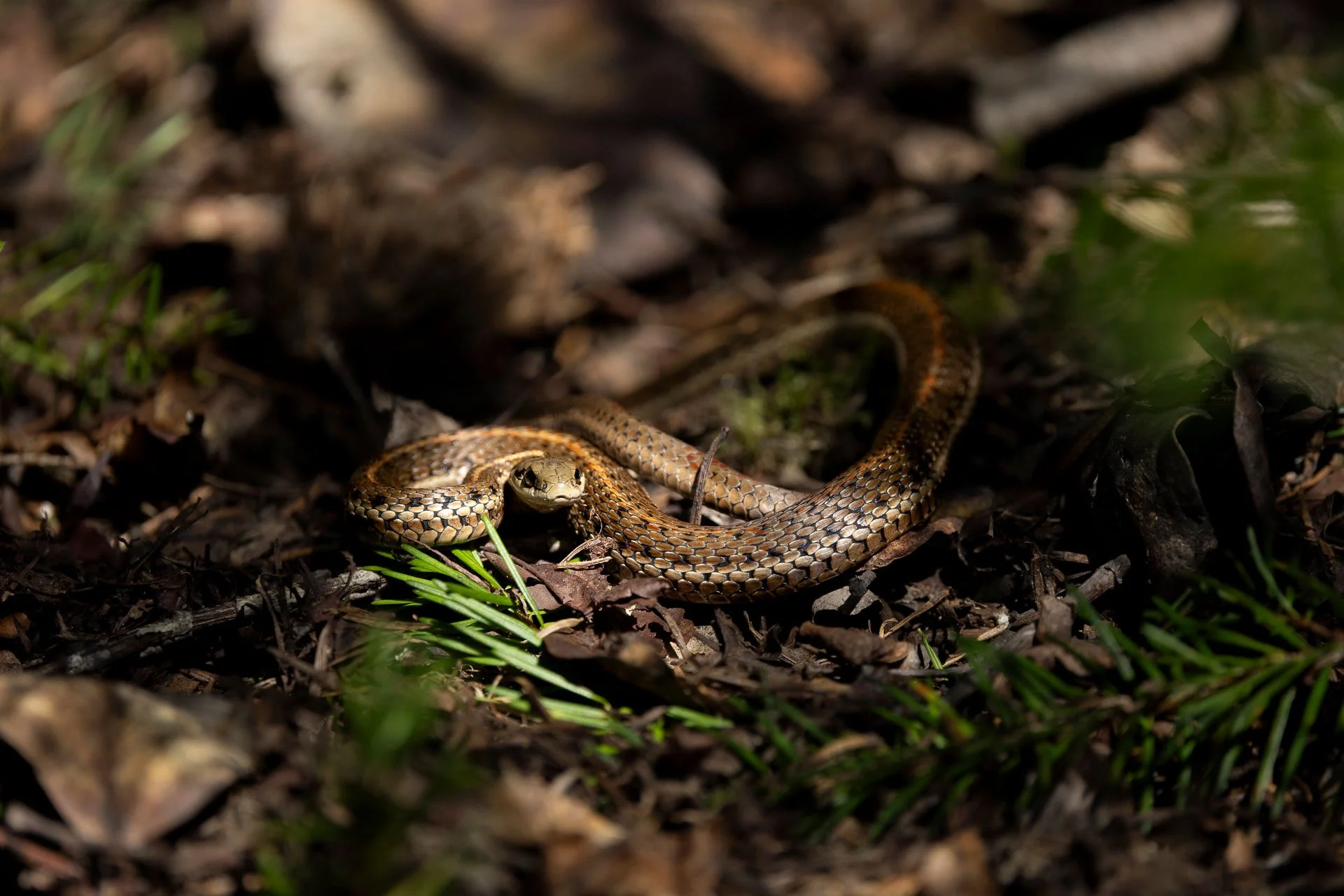 A snake on the forest floor among leaves and green plants.