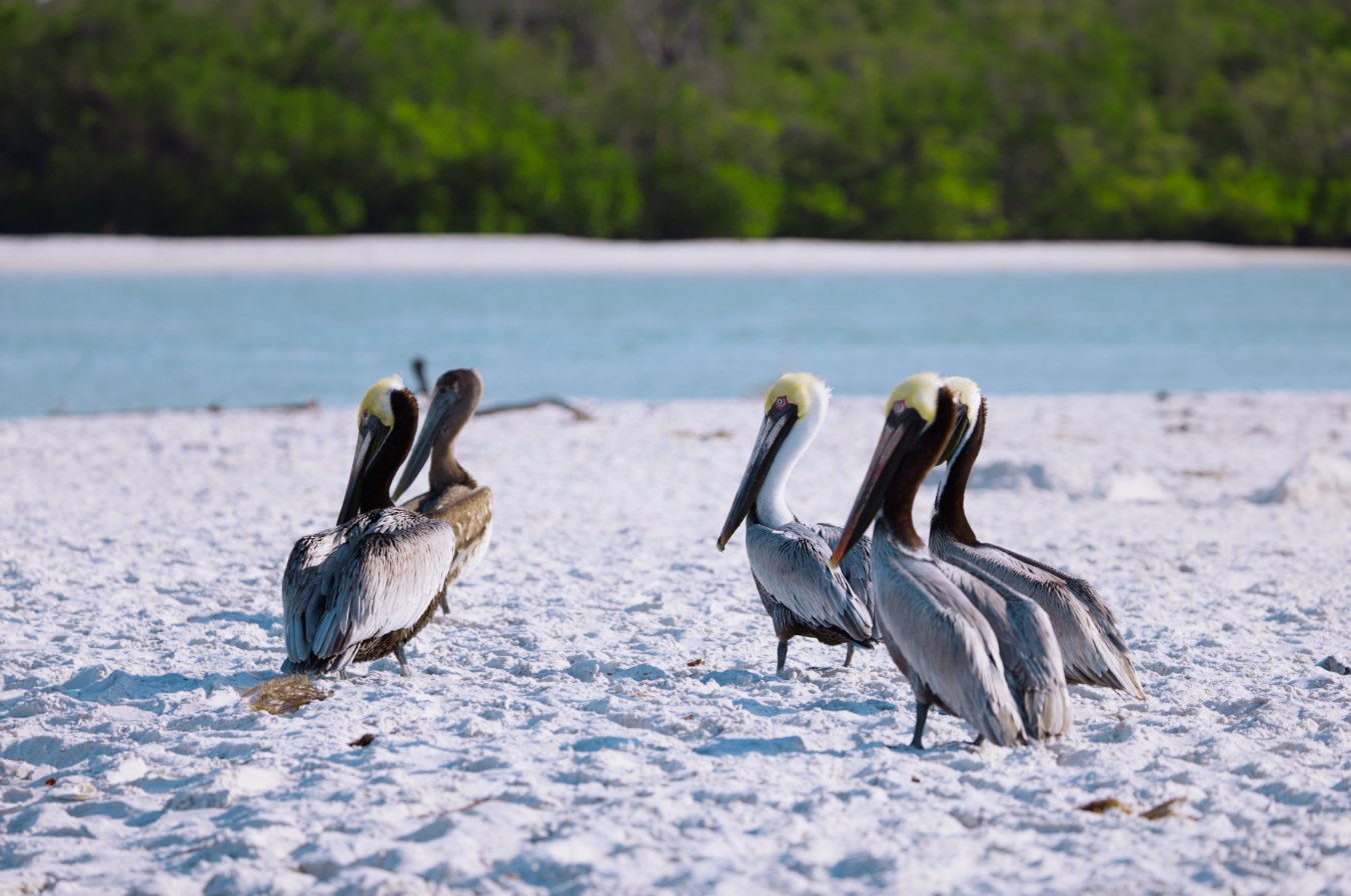 pelicans ig.jpeg