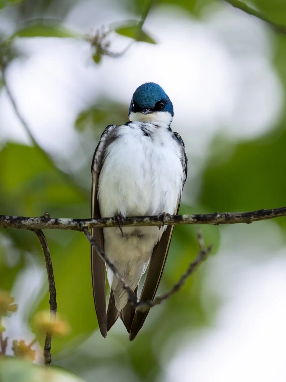 🌸🌱🐦

With the Spring Equinox here comes the arrival of another of my favourite birds, swallows! It&rsquo;s a delight to see them darting and swooping around the lake and over the fields. Soon they&rsquo;ll be nesting and fledgling swallows will be