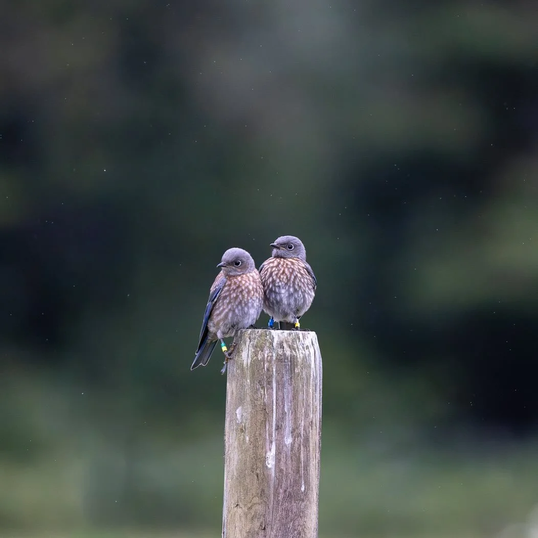 Happy Valentines Day to all the love birds out there 💕

These are two juvenile Western Bluebirds in the Cowichan Valley, part of a restoration program working to re-establish the population of these beautiful birds back to what it once was in the ar