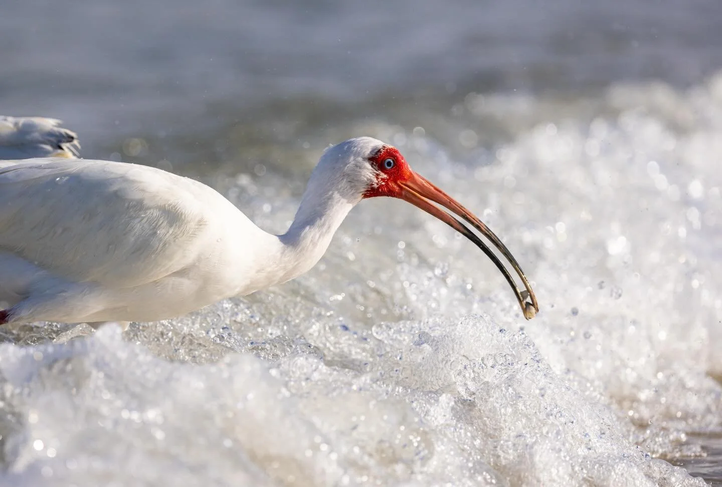 An American Ibis snacking on some sand fleas. I loved seeing these birds everywhere in Florida last year, along the shores of the Gulf of Mexico, in the Everglades, and even beside road sides.

#floridabirds #wildlifephotography #ibis #gulfofmexico #