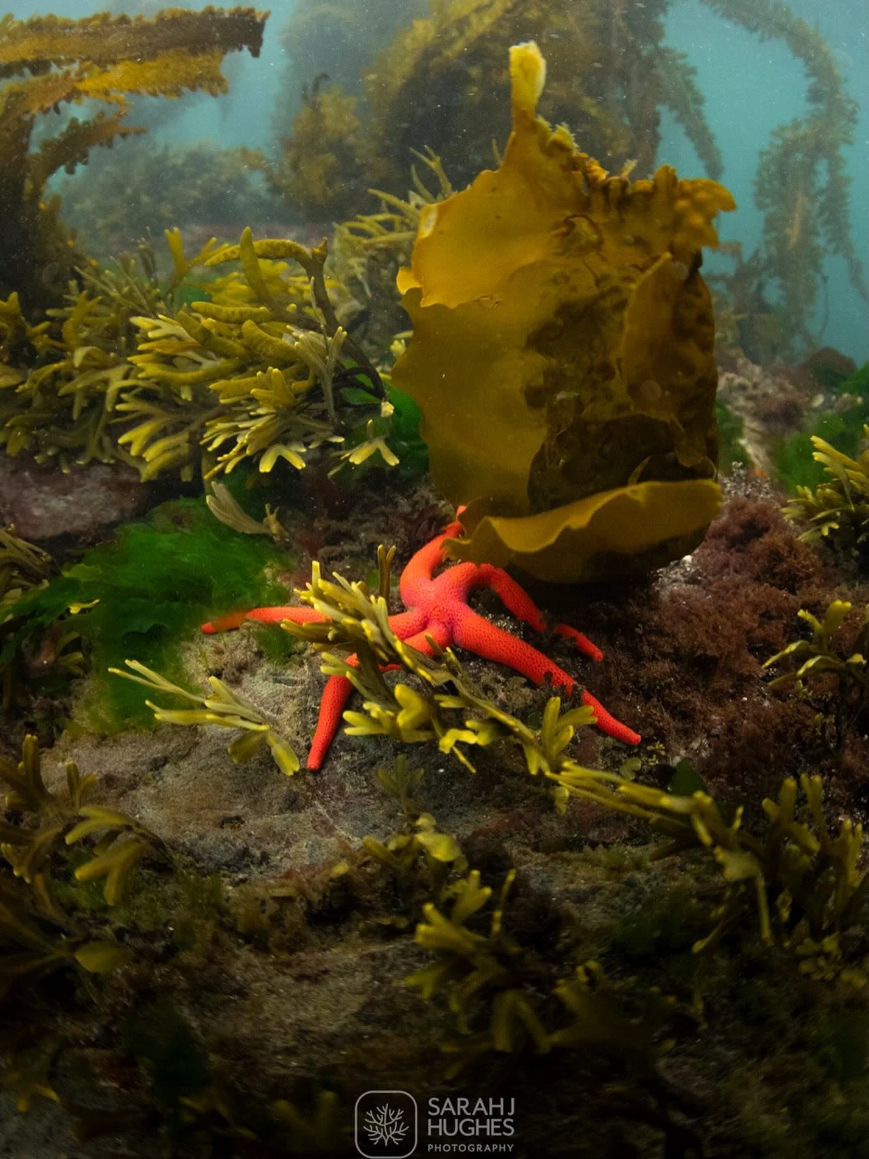 Lounging blood star. This starfish caught my eye as it looked like it was lounging in the kelp, or stuck in a slow-mo run. Seeming how it&rsquo;s the long weekend, I&rsquo;d prefer to think it&rsquo;s lounging. 

@ikelite @canoncanada 

#bloodstar #u
