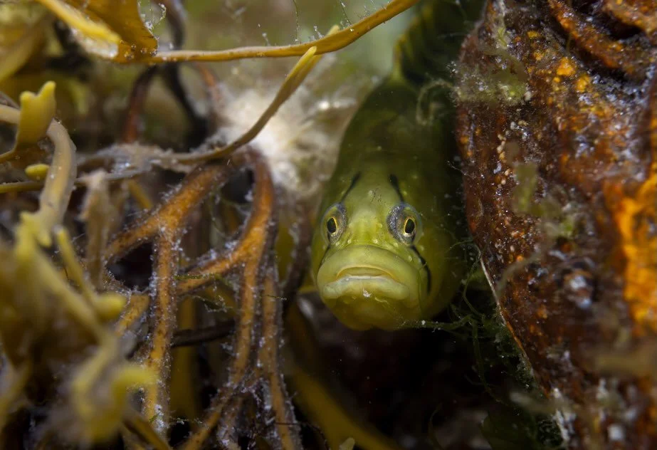 Happy World Oceans Day!

The ocean is a darn big place with lots of big, beautiful charismatic megafauna, but let&rsquo;s not forget the small critters that are often right under our noses (or feet). There is so much to see if one takes the time to s