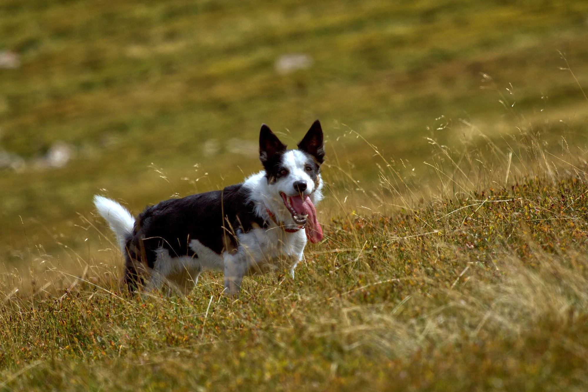 A black and white dog with its tongue out, standing in tall grass in an open field.