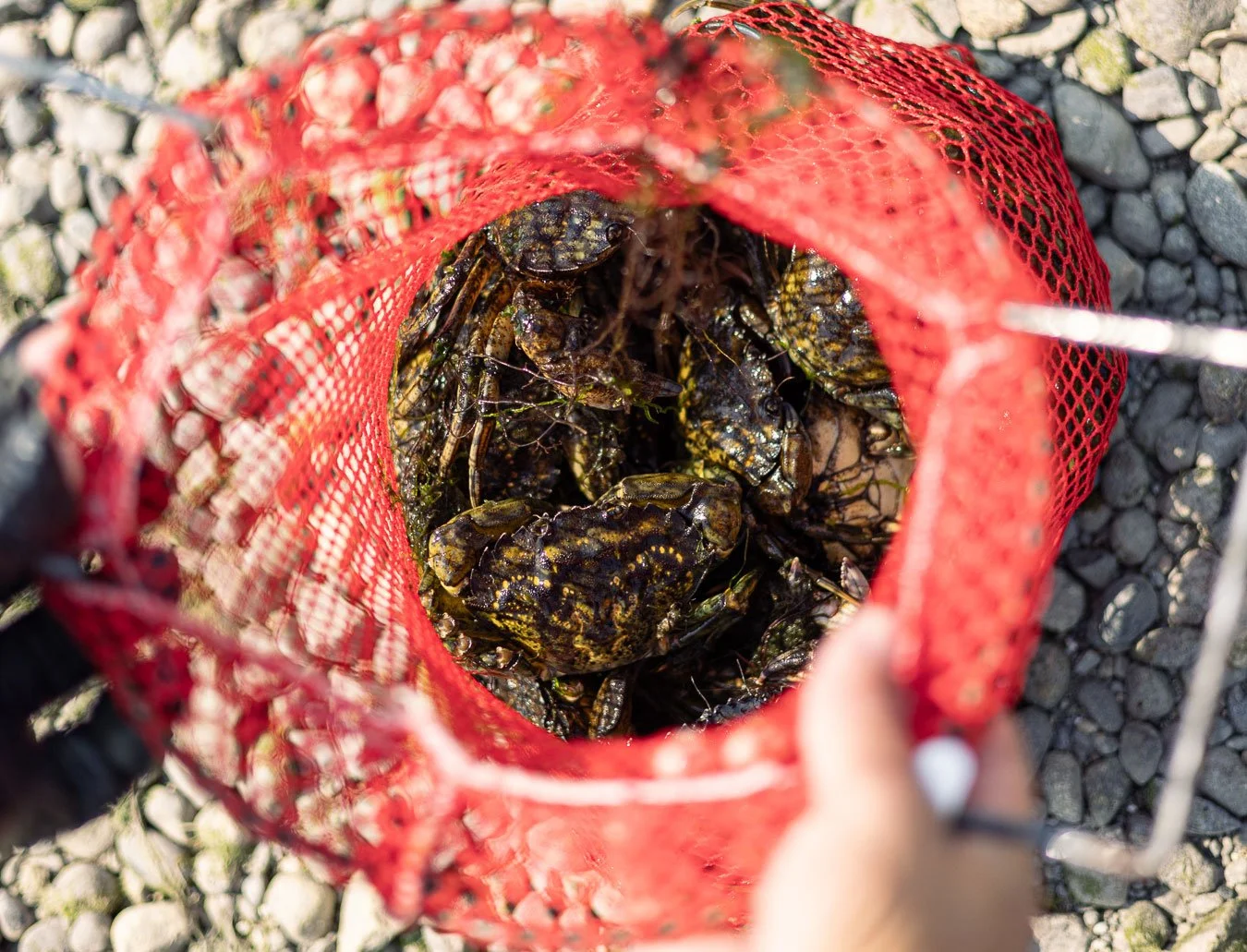 A red mesh bag containing invasive green crabs on a rocky surface.