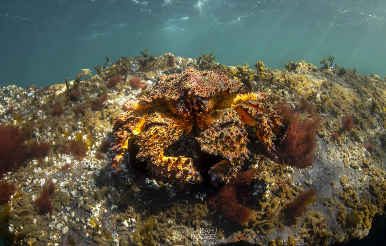 Underwater scene of a rocky coral reef with a camouflaged flatfish blending into the rocks and seaweed.