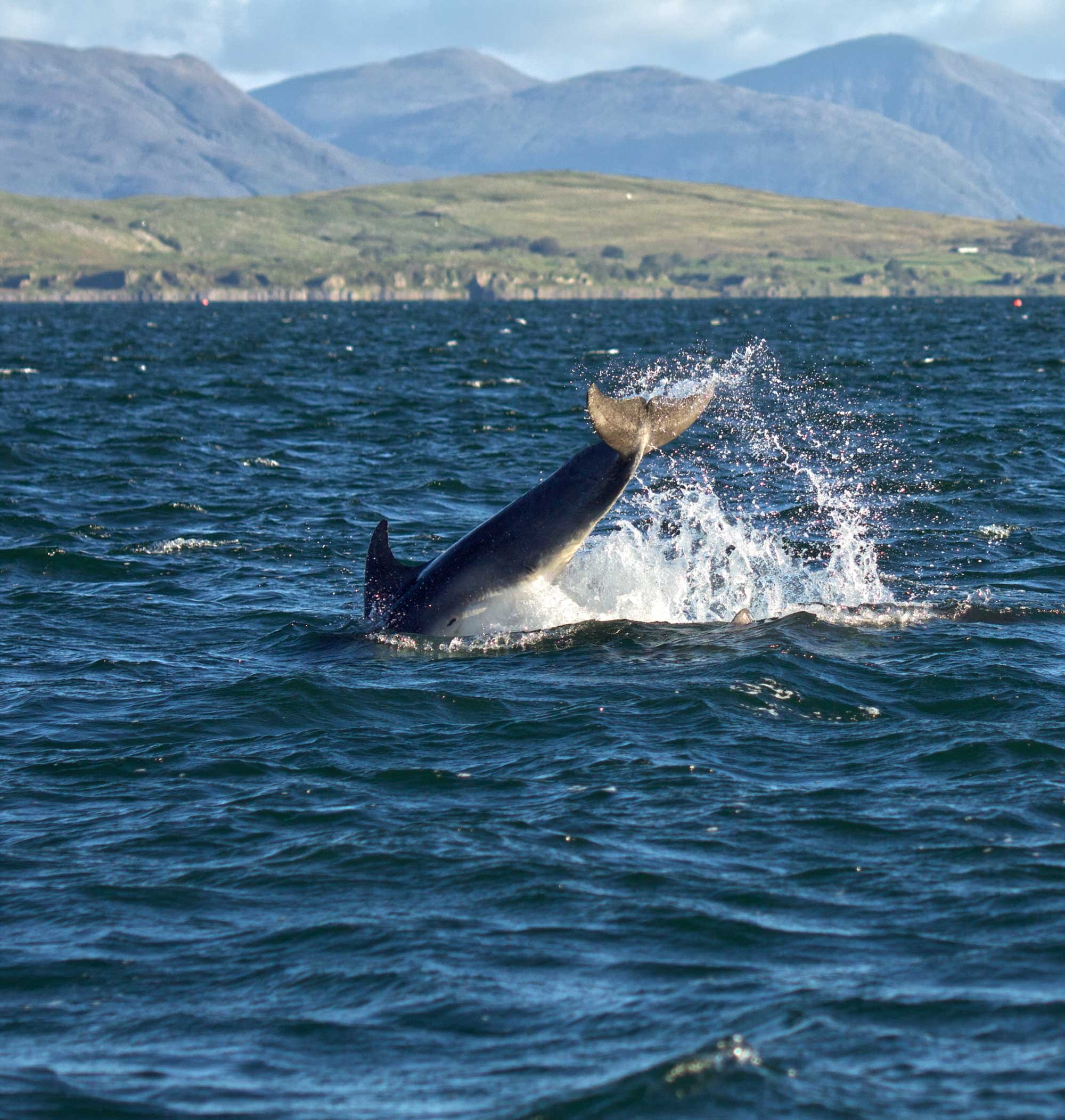 A whale breaching the water with its tail in the air, creating a splash in the ocean. In the background, mountains and a shoreline are visible.