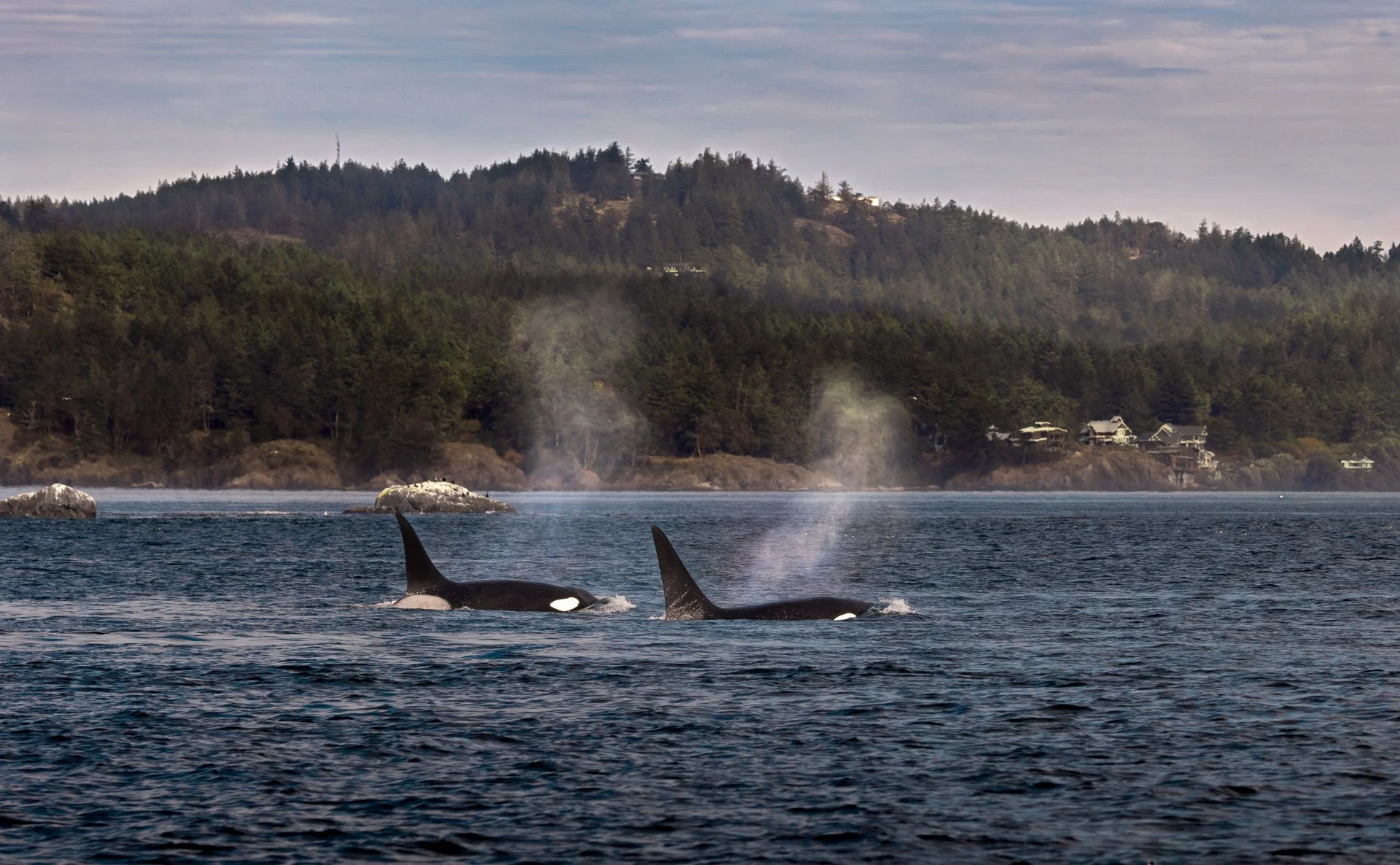 Two orcas swimming in the ocean near a forested shoreline with houses on a hill in the background.