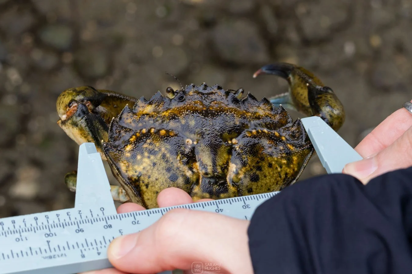 European Green Crabs