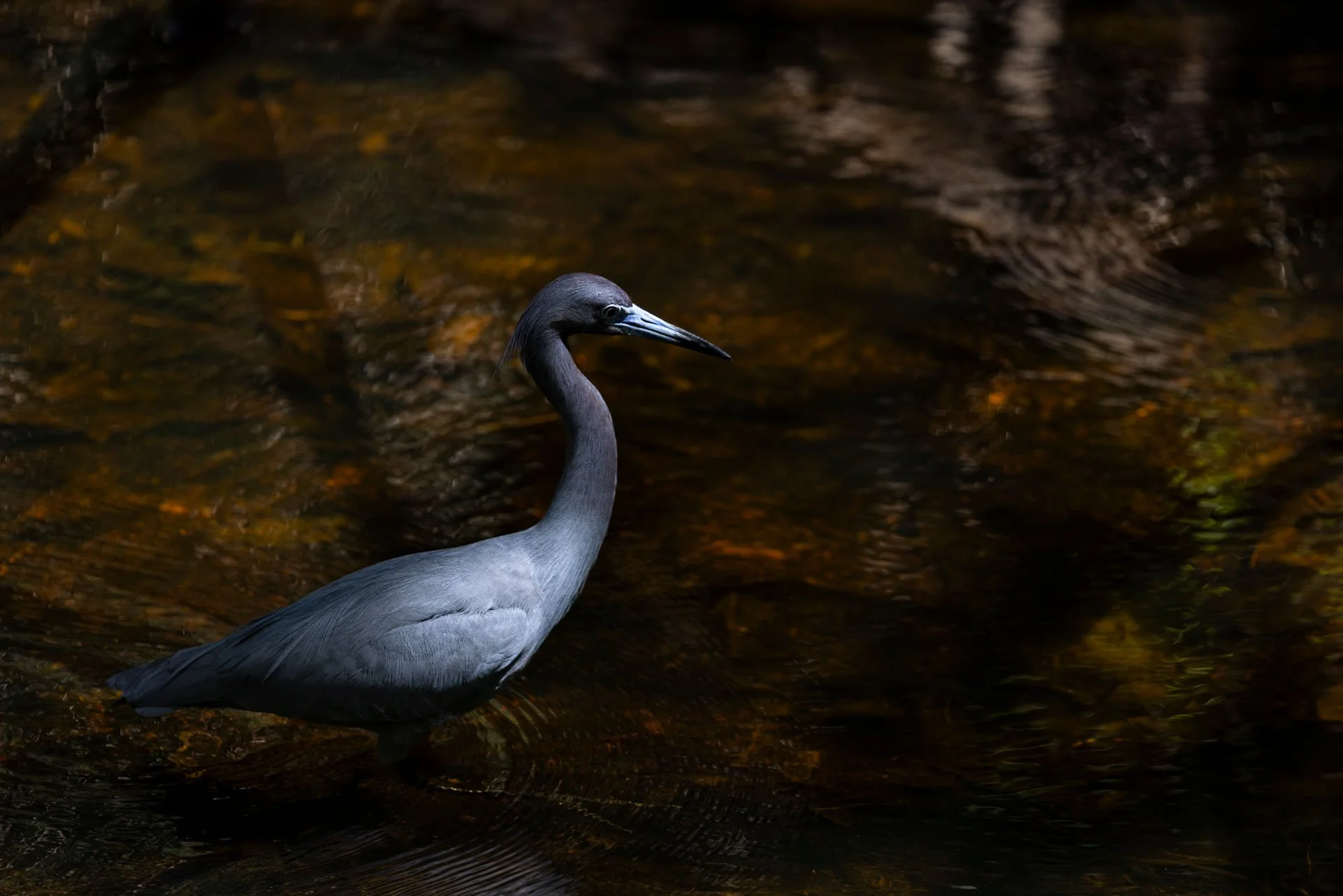 A dark-colored heron standing in shallow water with a rocky background.