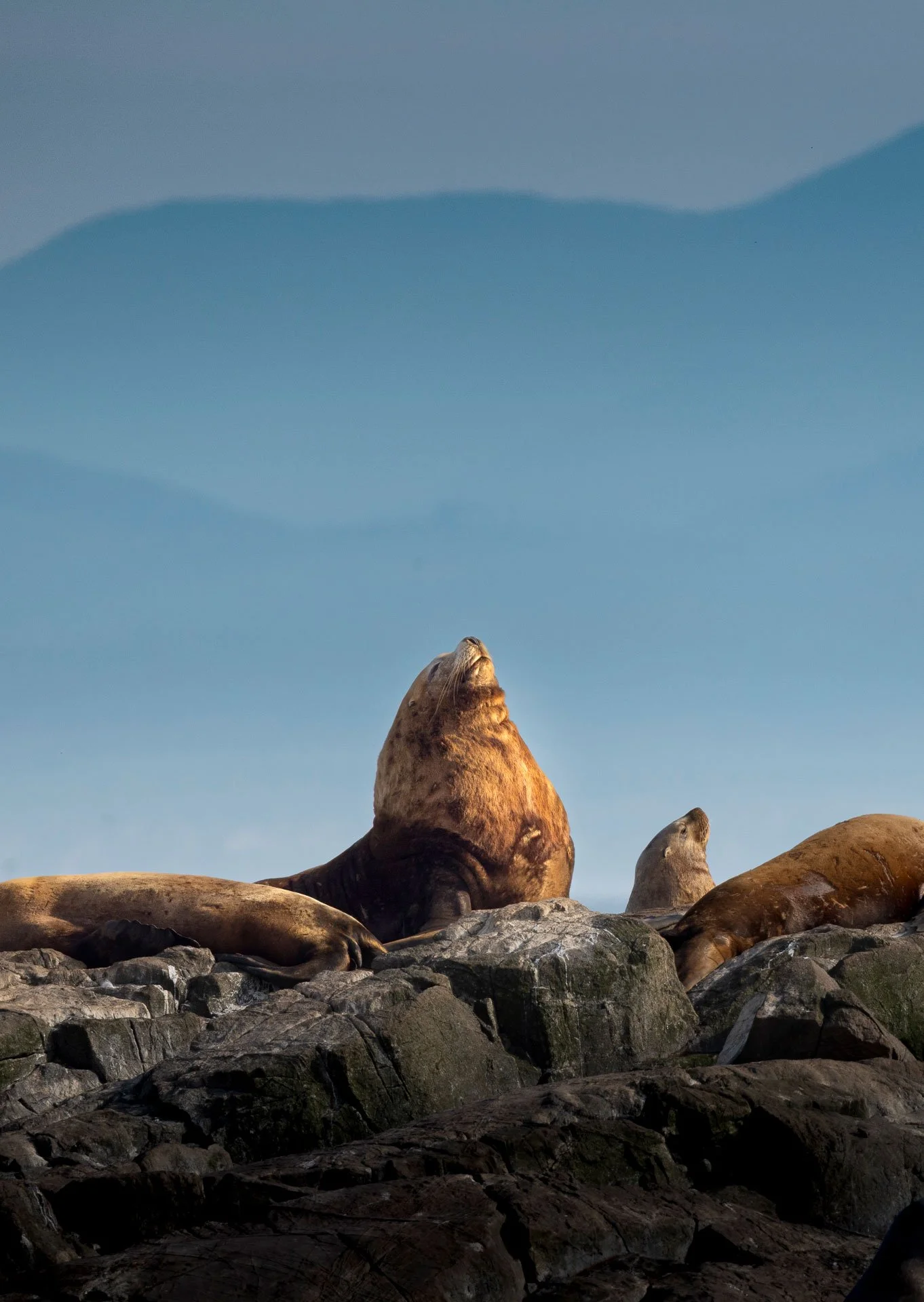 Several sea lions resting on rocks near the water with a mountain in the background and a clear sky.
