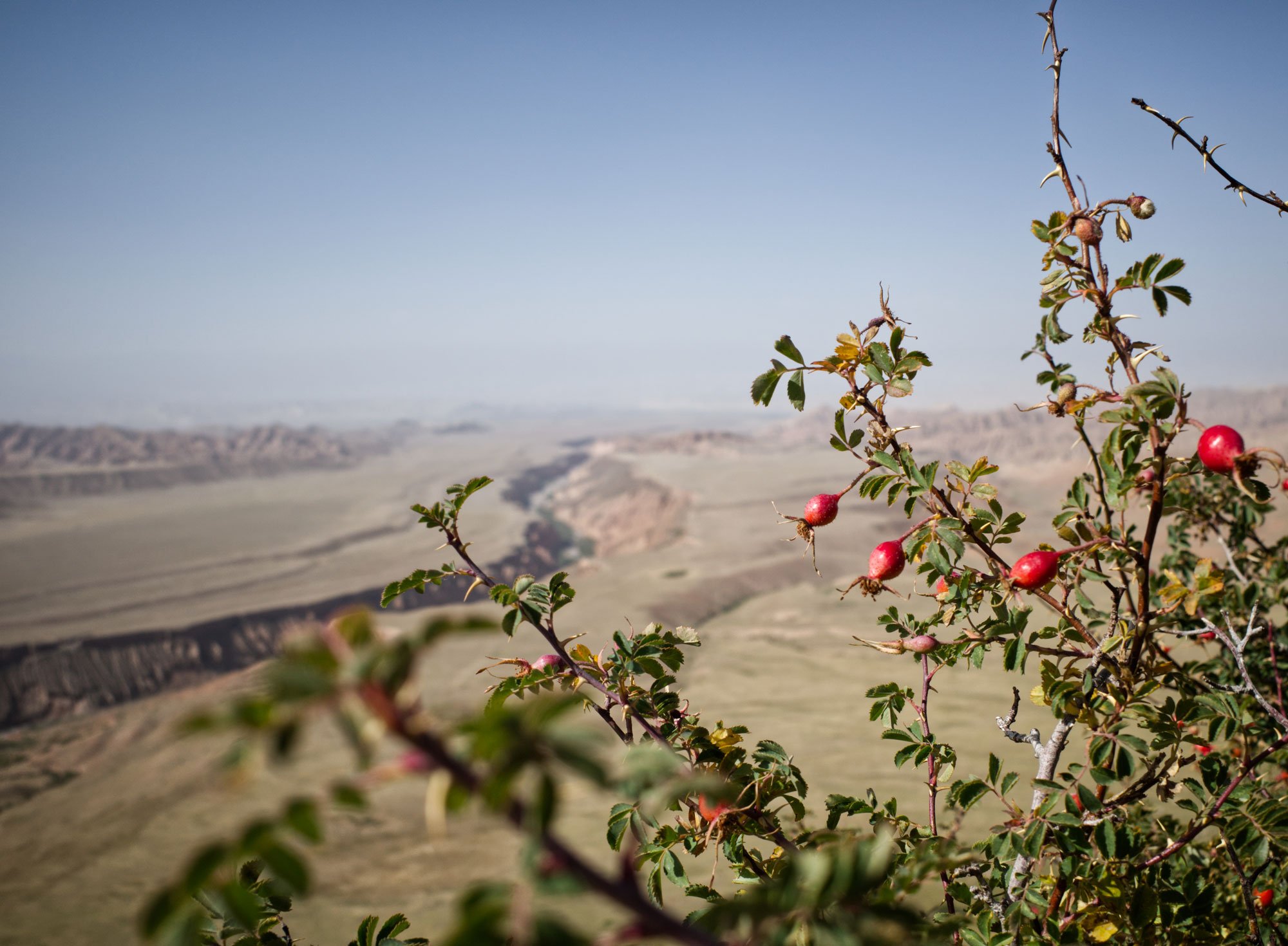 A desert landscape with distant mesas under a clear blue sky, foreground features a thorny shrub with small red berries and green leaves.