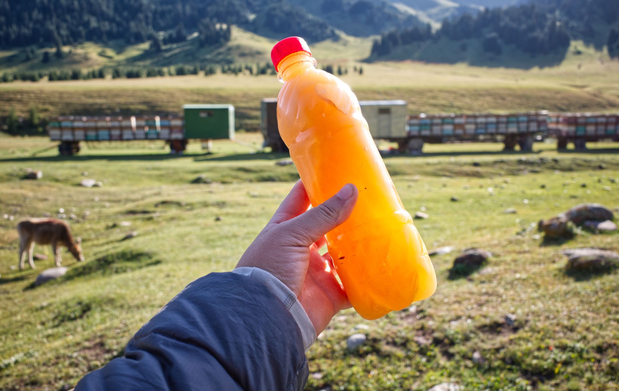 A hand holding an orange plastic bottle with a red cap, outdoors in a grassy field with grazing animals and a mountain range in the background.