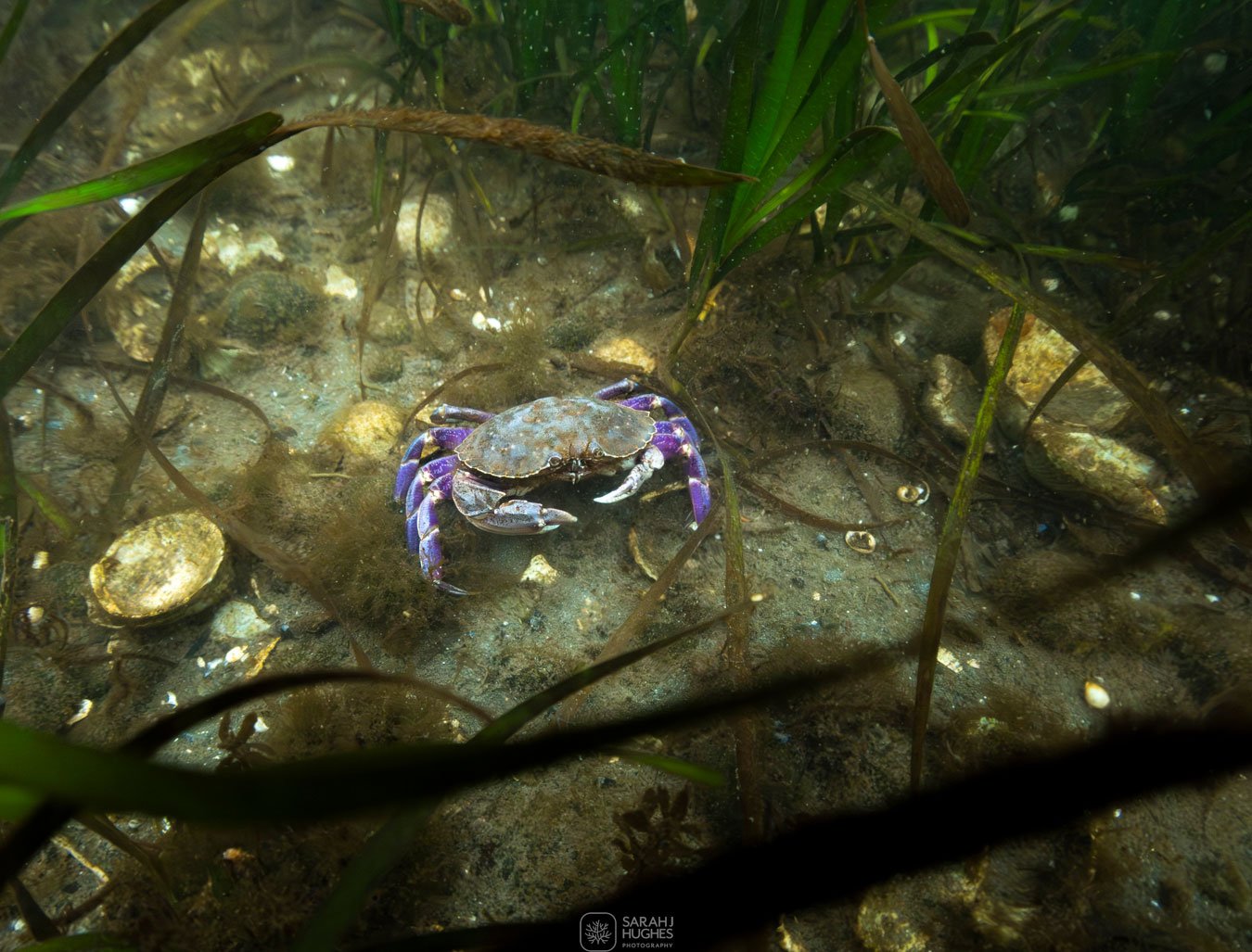 A green crab with purple legs sitting on the muddy underwater floor among green aquatic plants.