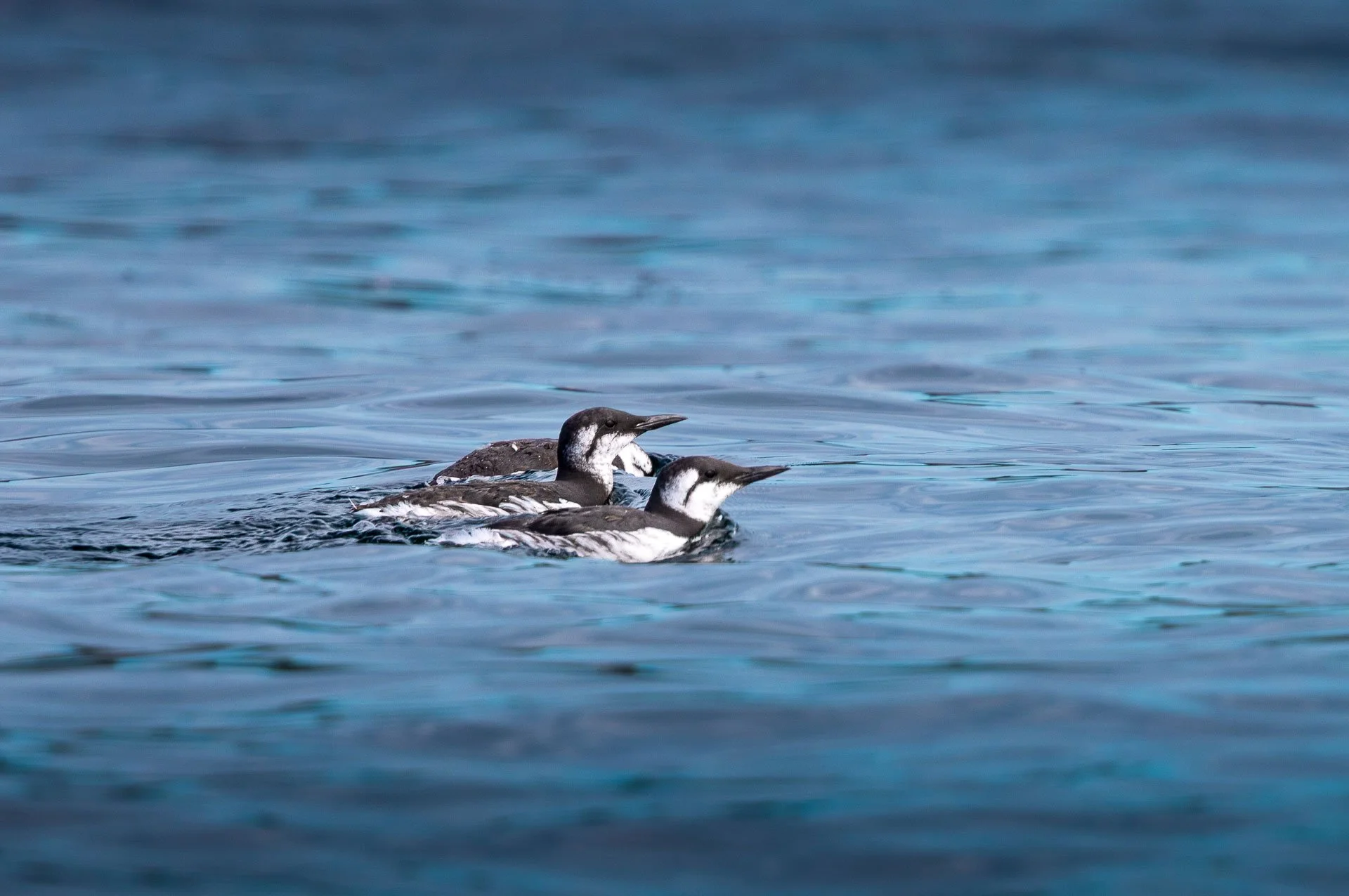 Two birds swimming in the ocean