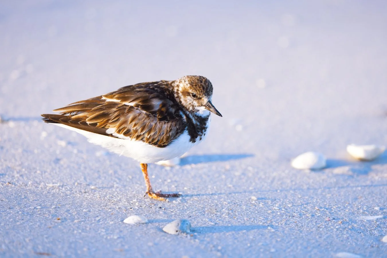 turnstone2 IG.jpg