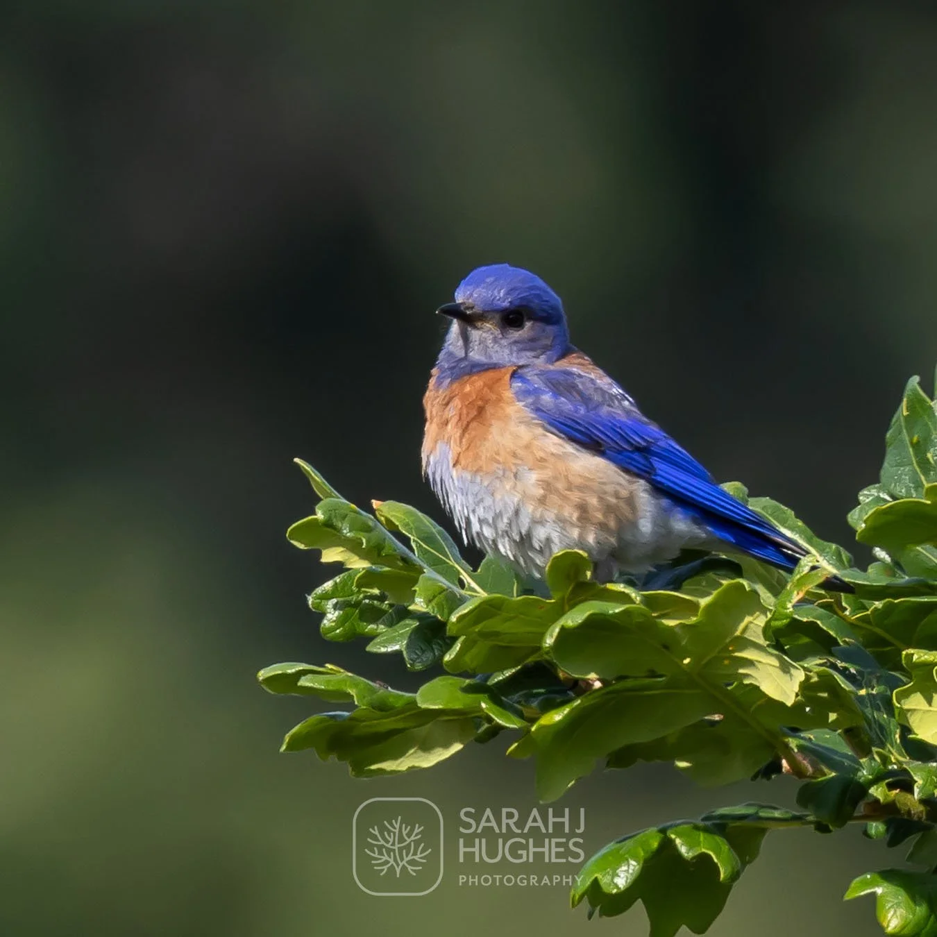 Bluebird.jpeg