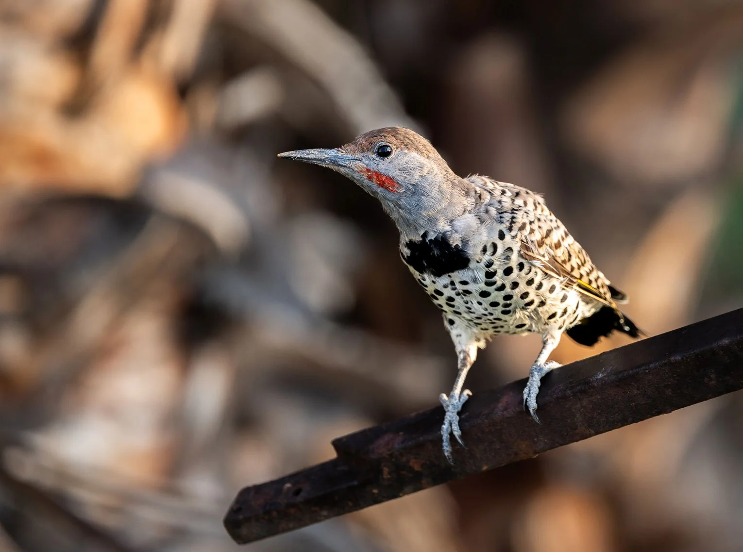 A bird with a long beak, black and white patterned plumage, and red markings on its face, perched on a dark branch.