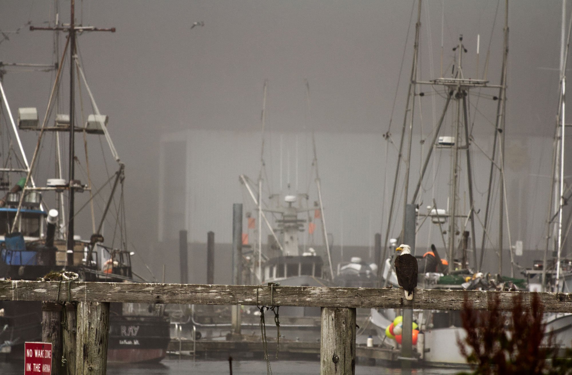 A dock with sailboats and yachts moored, a wooden pier in the foreground with a bald eagle perched on it, and foggy weather.