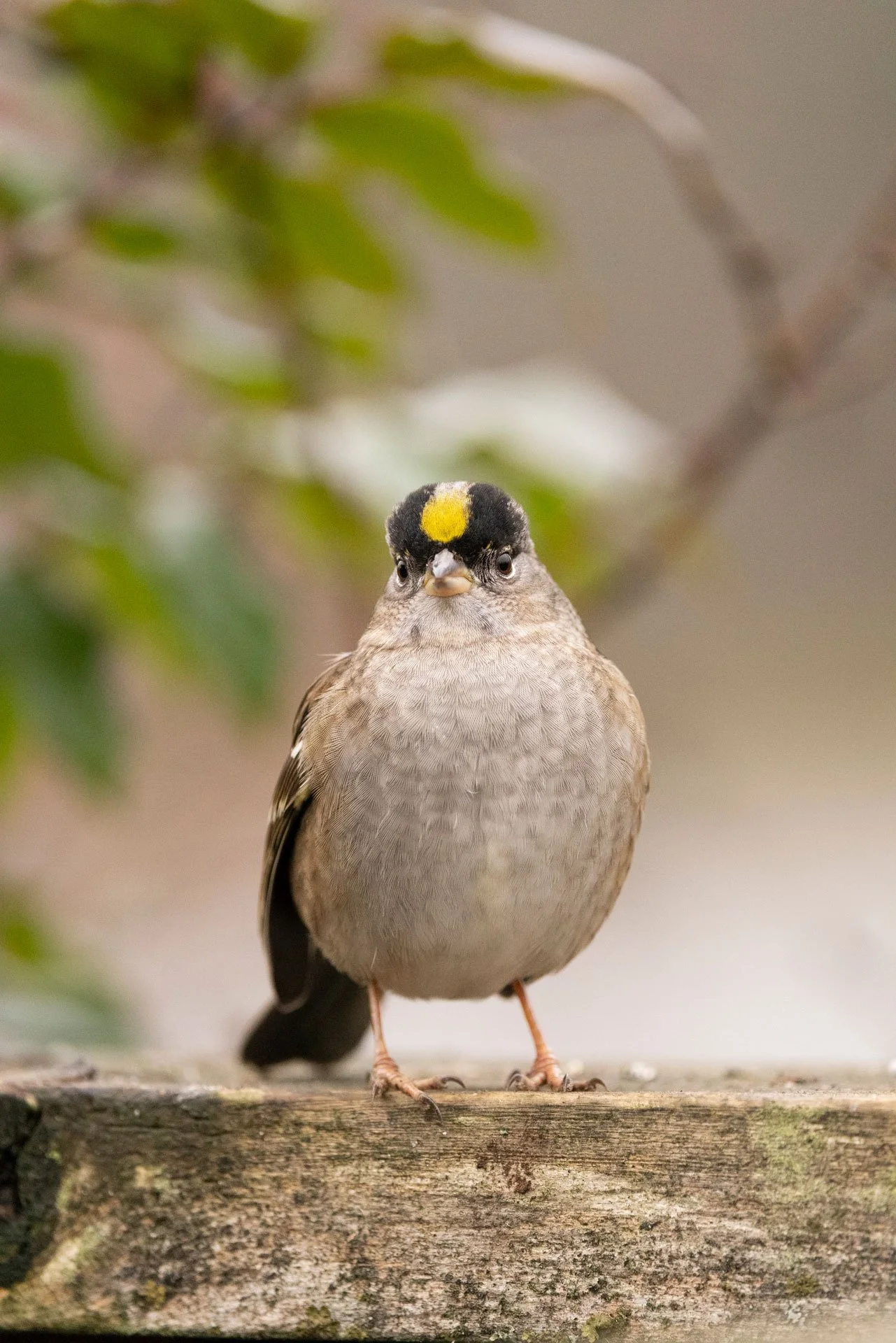 A small bird with brown and grey feathers, black eyes, and a distinctive yellow and black marking on its head, perched on a weathered wooden surface, with blurred green foliage in the background.