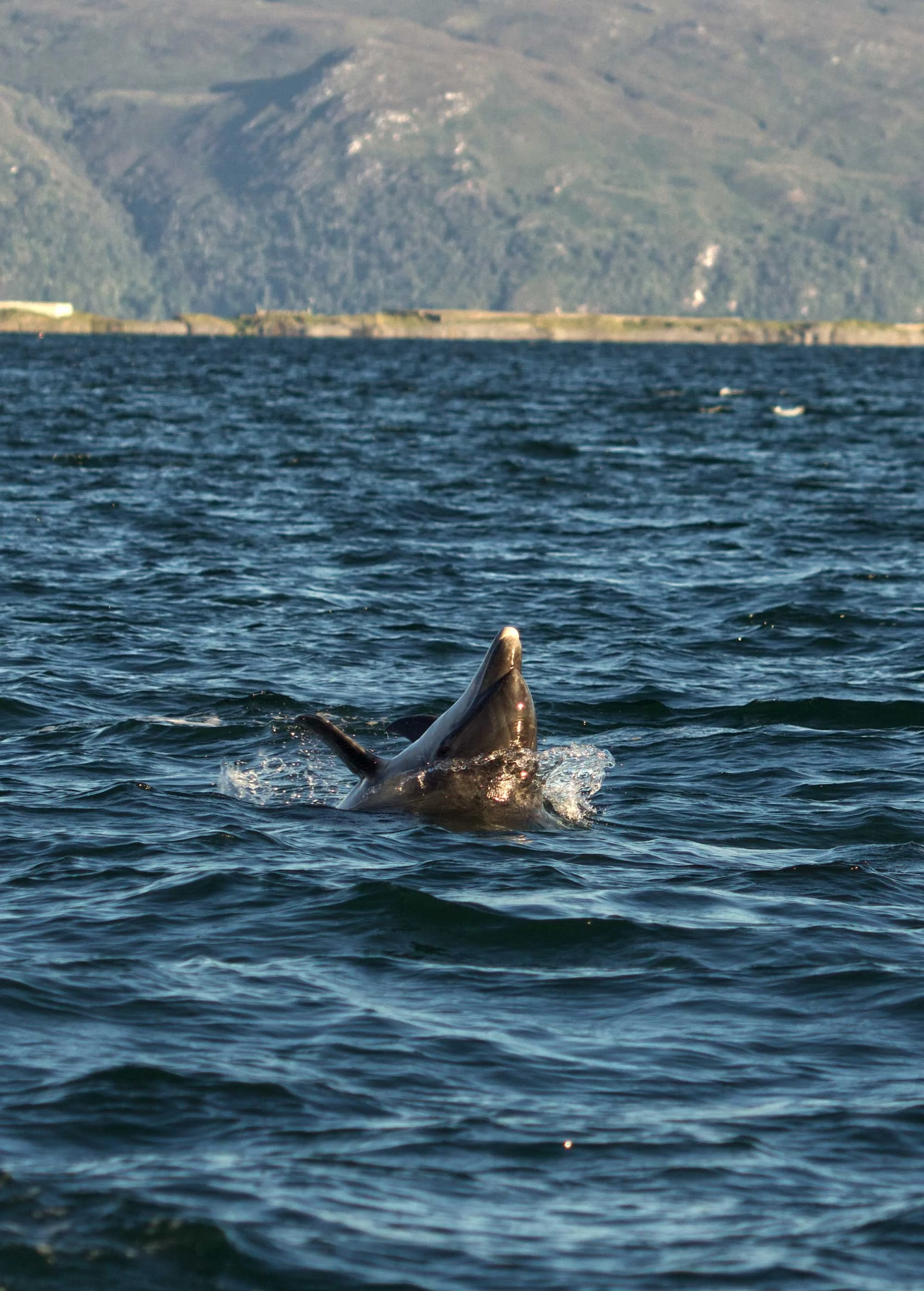 A porpoise jumping out of the water in the ocean with mountainous land in the background.